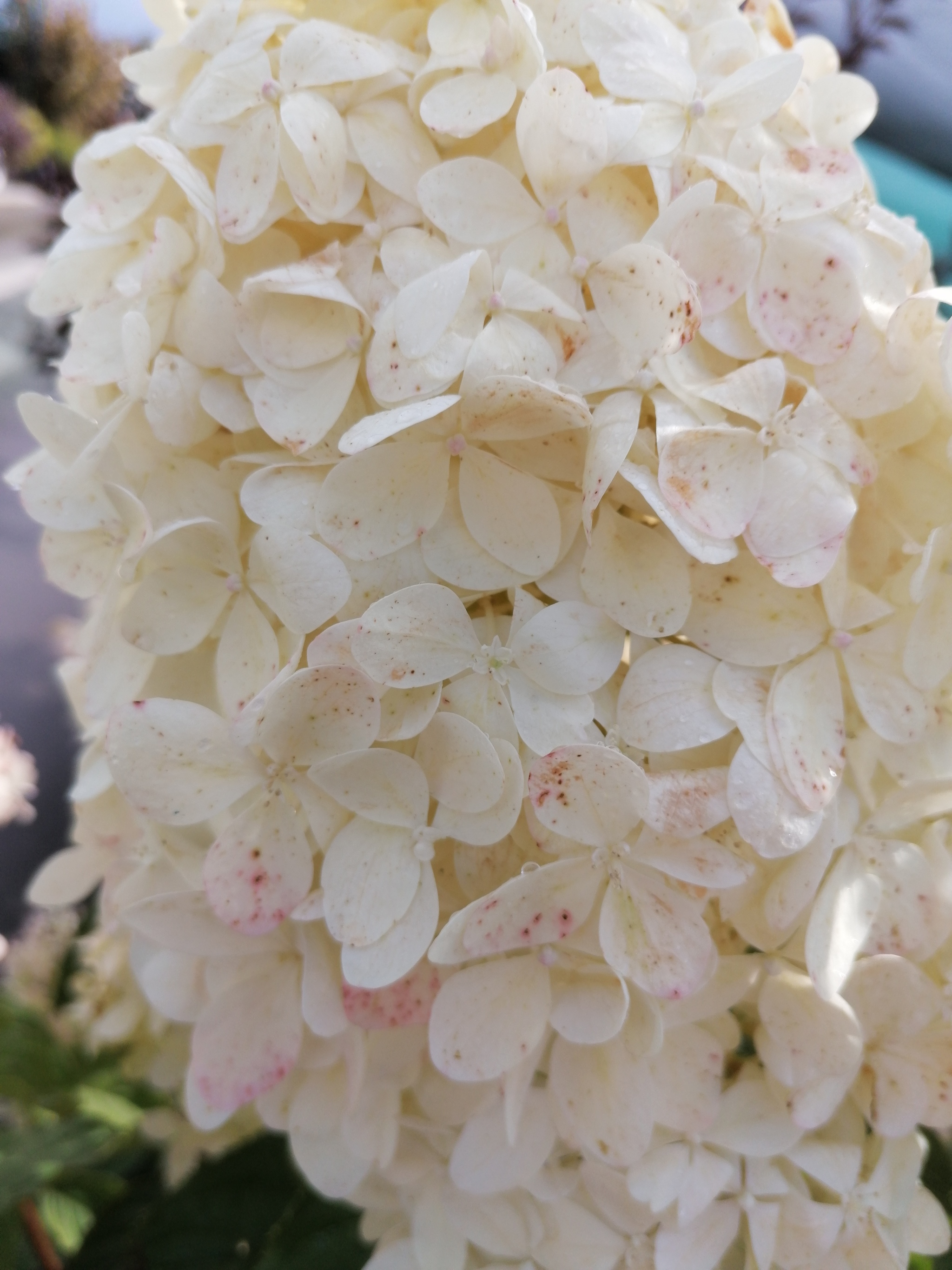 Hortense, Queen of Indian Summer - My, The photo, Bush, Flowers, Longpost