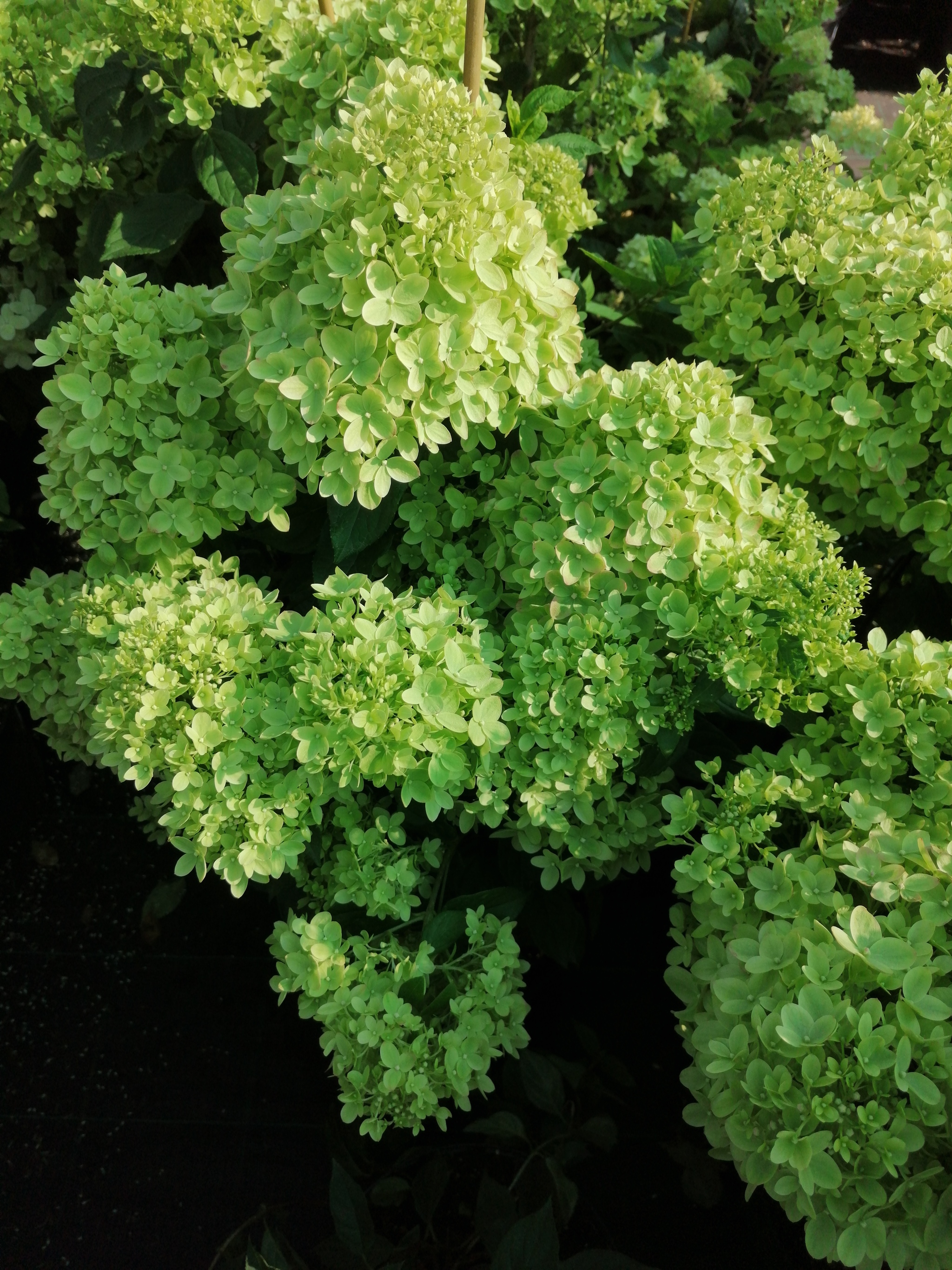 Hortense, Queen of Indian Summer - My, The photo, Bush, Flowers, Longpost