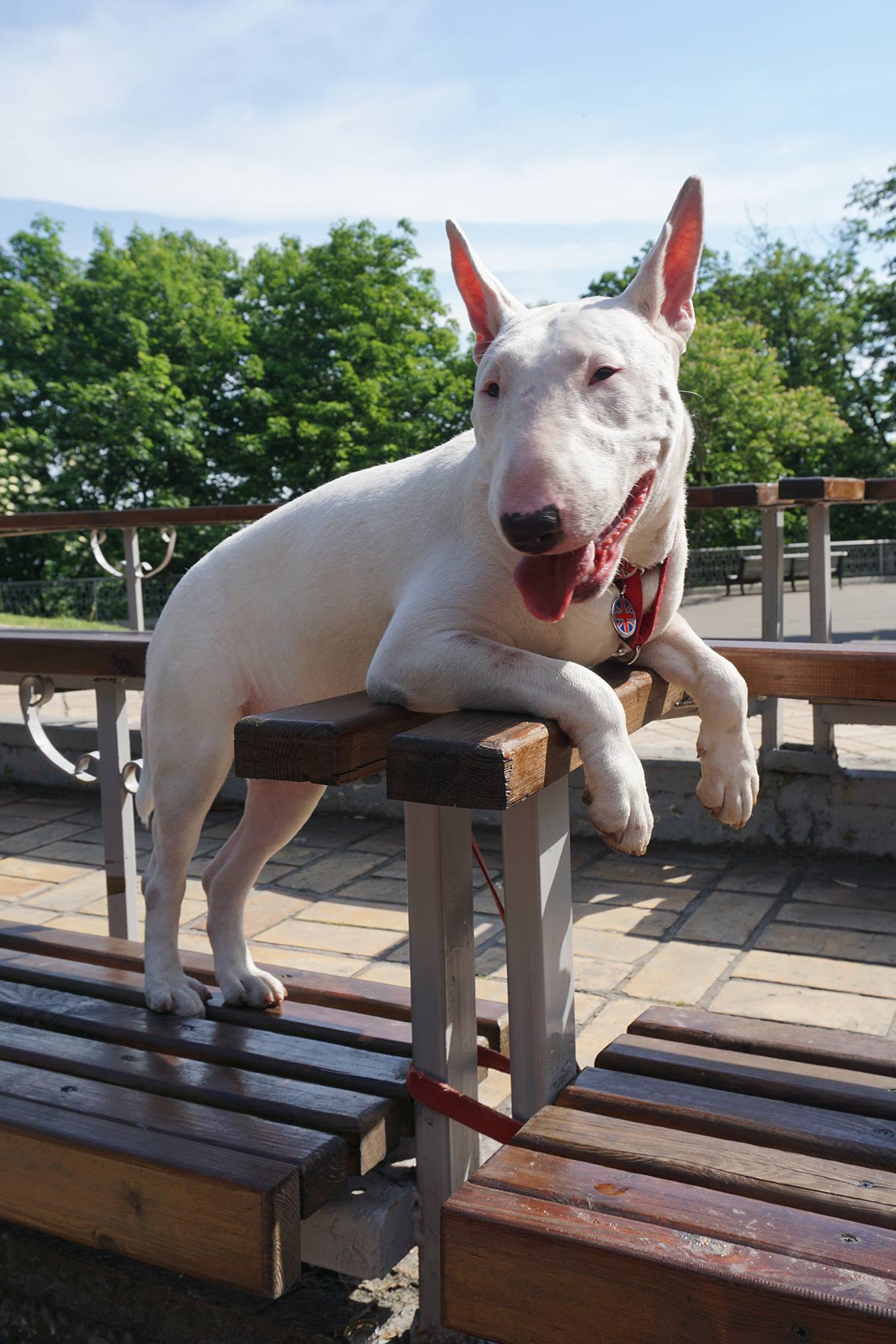 Lucky day - My, Bull terrier, Dog, Longpost