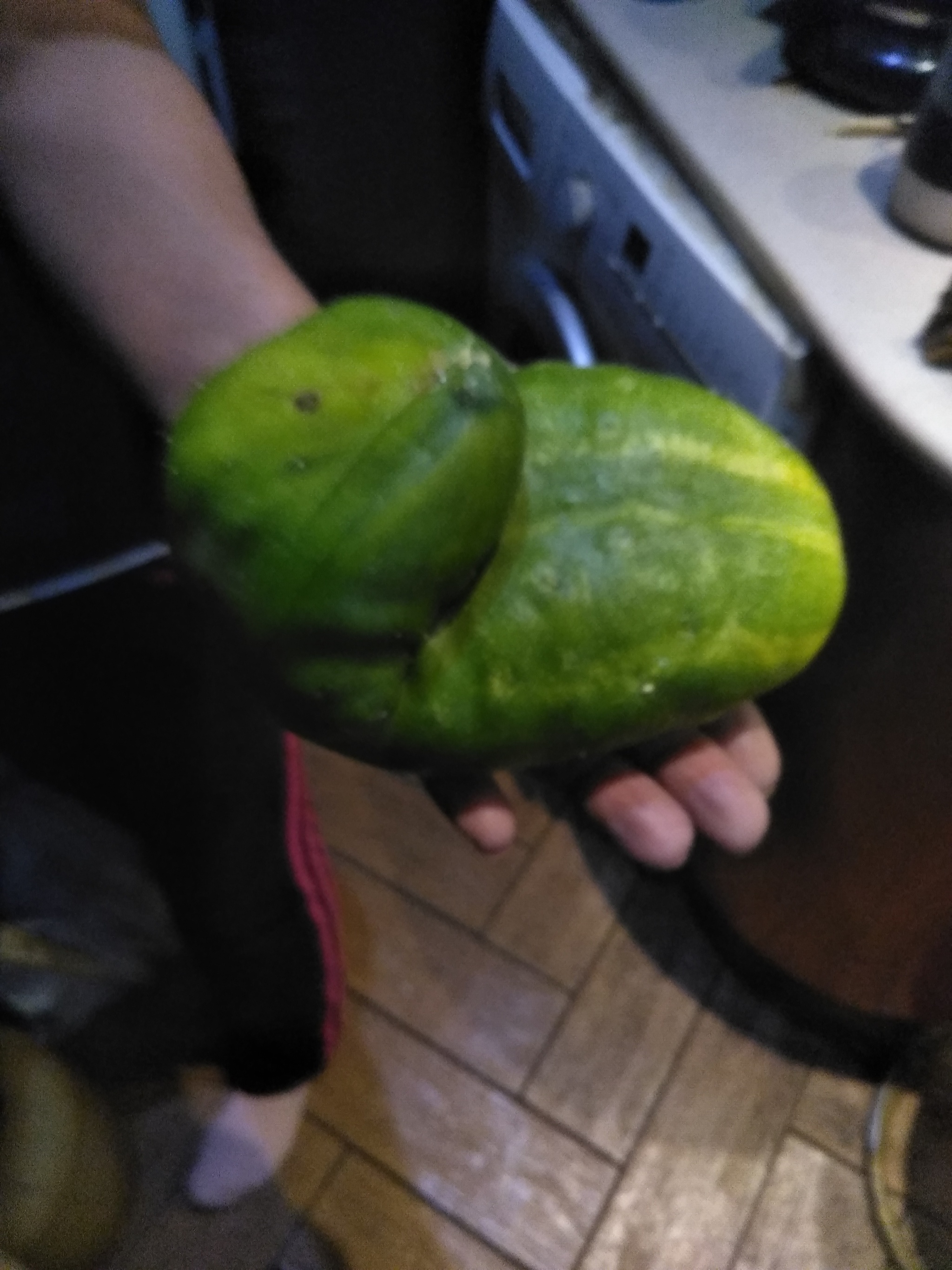 Alien cucumber!!! - My, Humor, Garden, Harvest, Cucumbers, Longpost