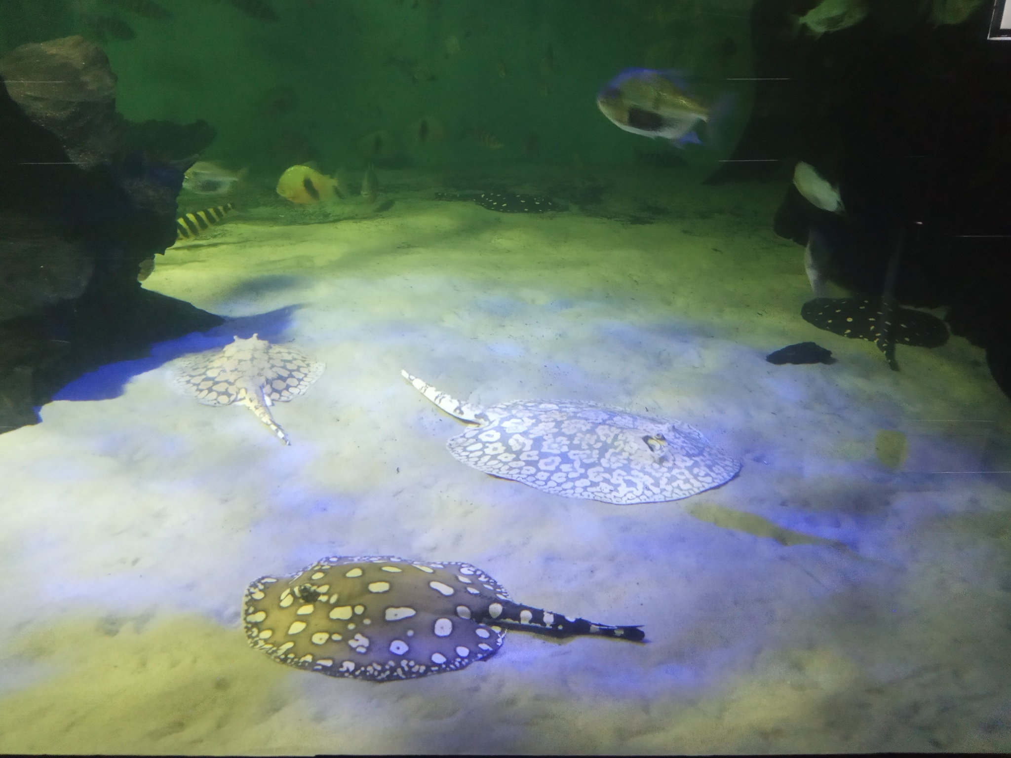 Detailed details about stingrays: teeth, skeleton, poison, reproduction - My, Penza Oceanarium, Penza, A fish, Stingray, Facts, Animals, Oceanarium, Longpost, Stingray