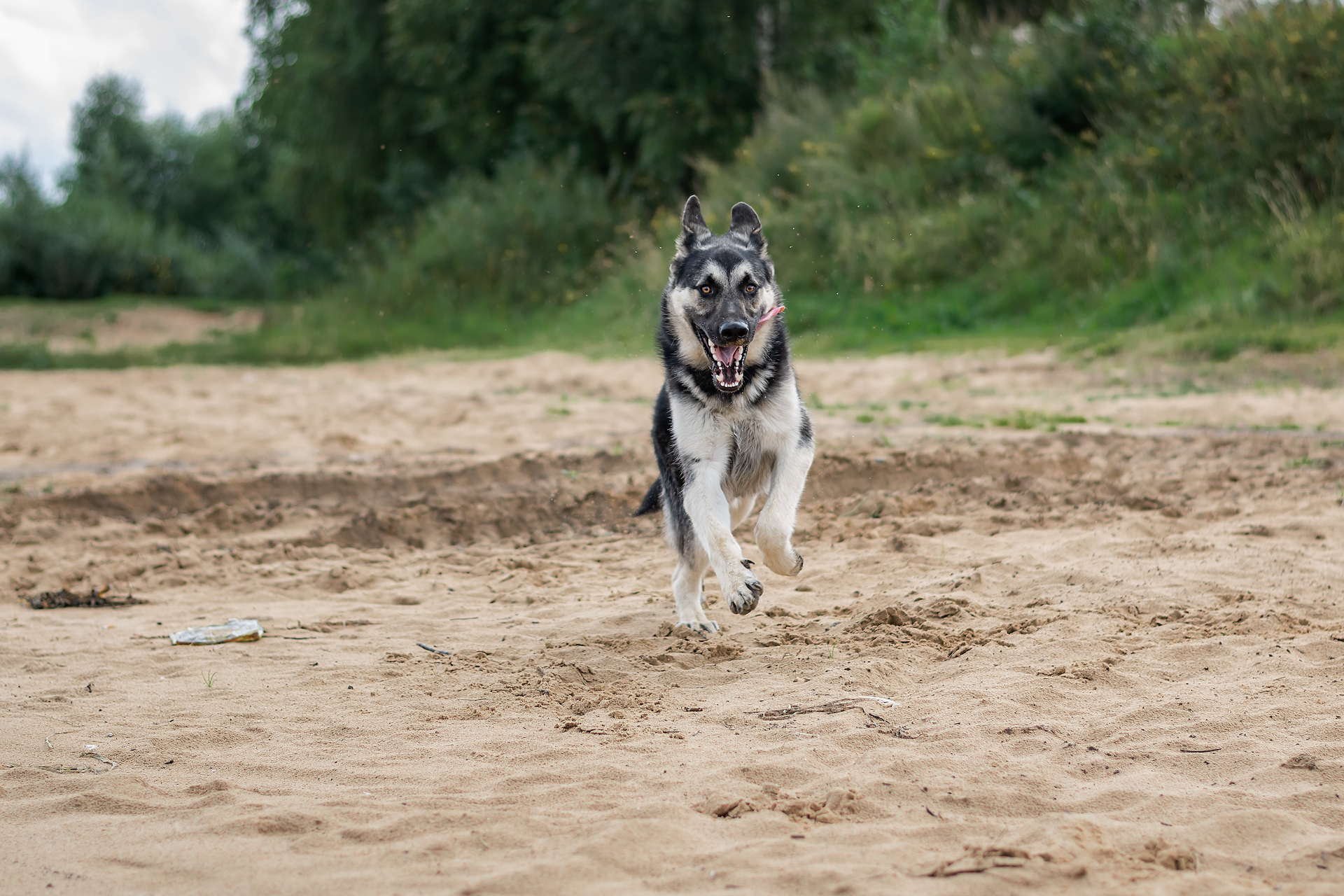 Typhoon on the Volga :) - My, East European Shepherd, Dog, Nikon d5300, Walk, PHOTOSESSION, Longpost