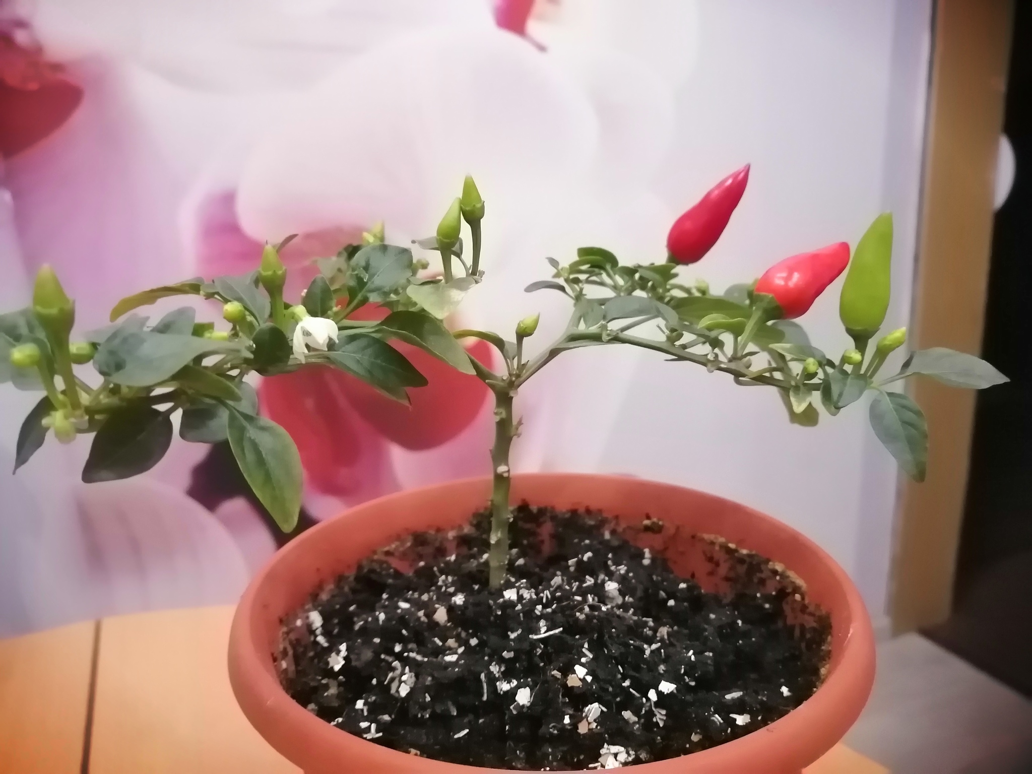 Pepper is alive! - My, Hot peppers, Growing