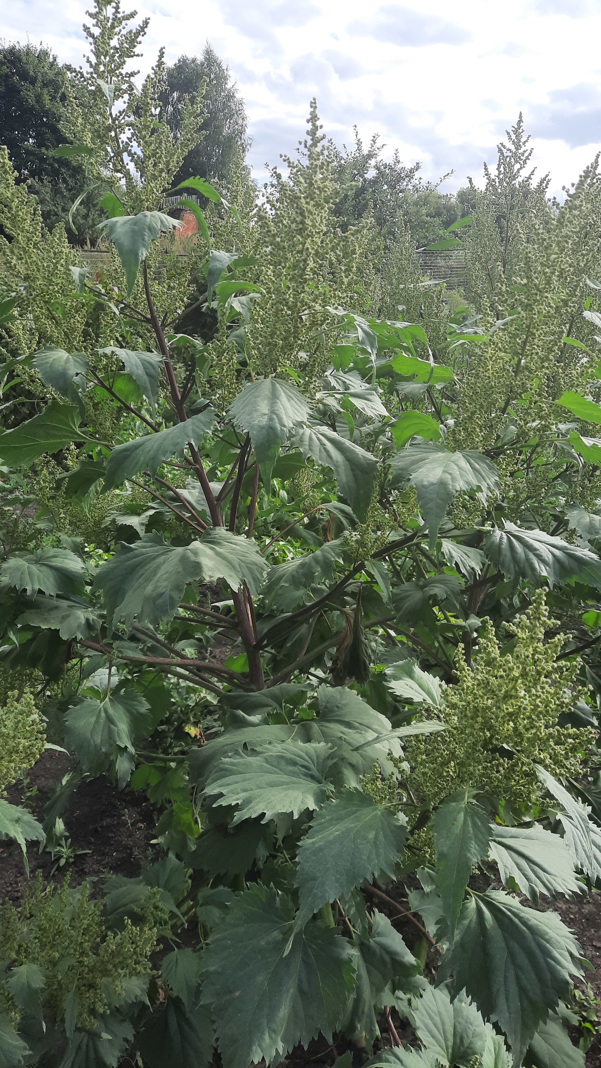 What kind of plant? - My, Plants, What's this?, Garden