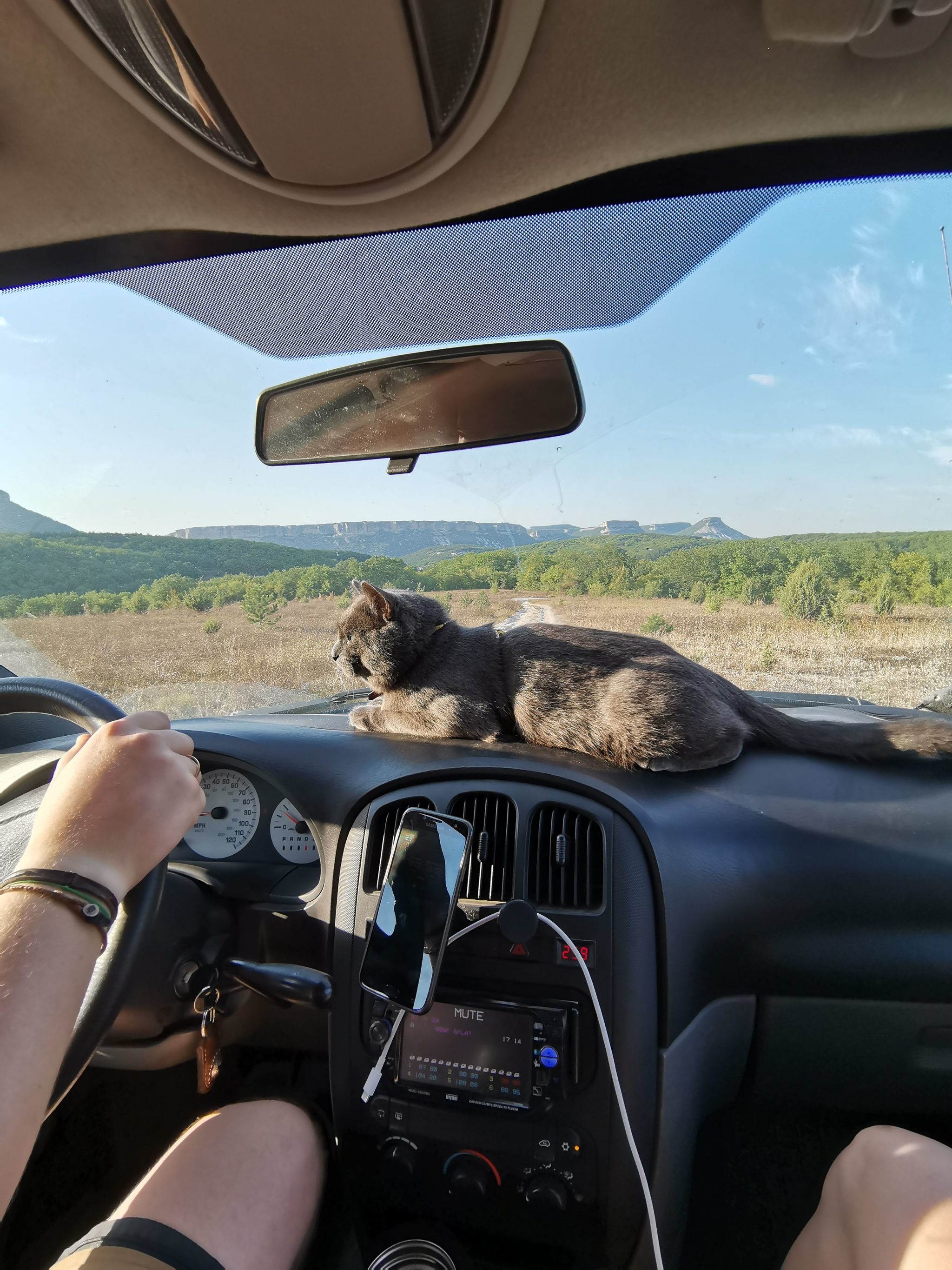 Cat with Peekaboo: vacation at sea - My, Crimea, cat, Travel across Russia, Longpost