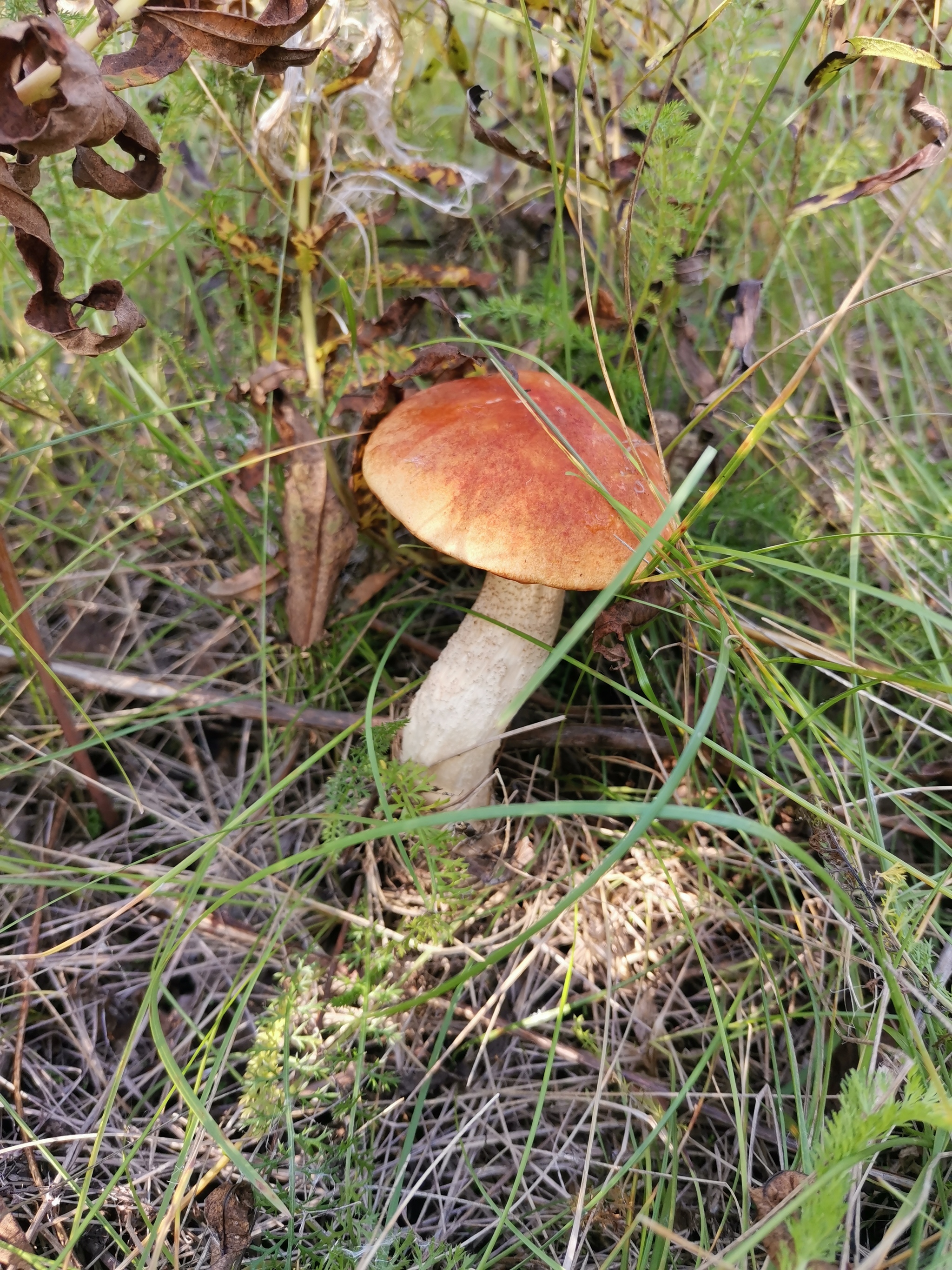 Mushroom Anomaly 2020 - My, Mushrooms, Mushroom pickers, Longpost