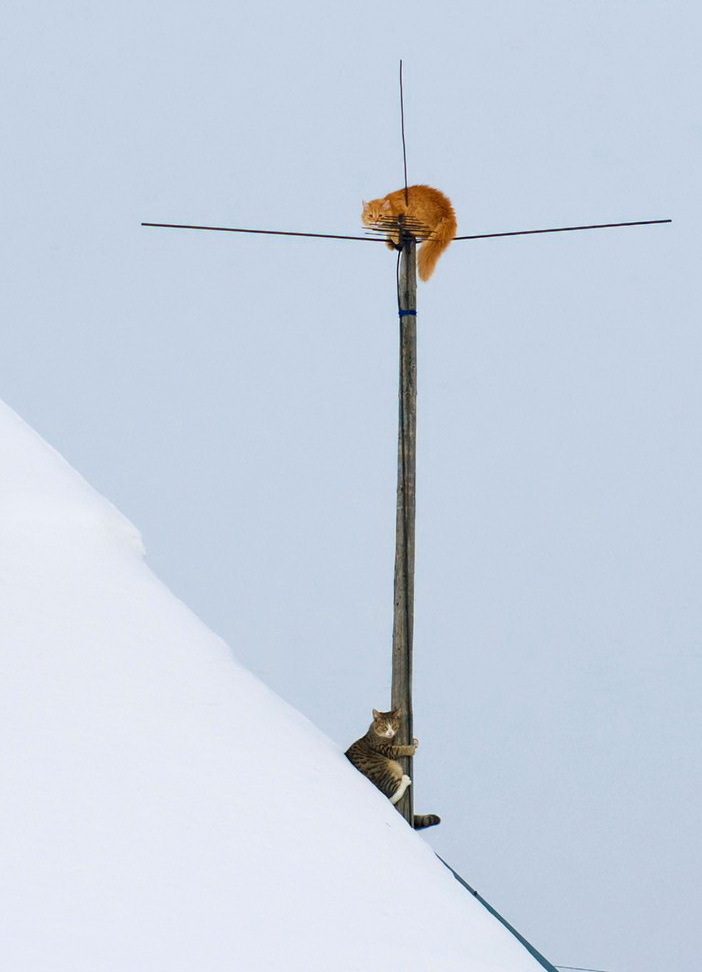 We sit, don’t bother anyone, we fix the antenna - cat, Antenna, Roof