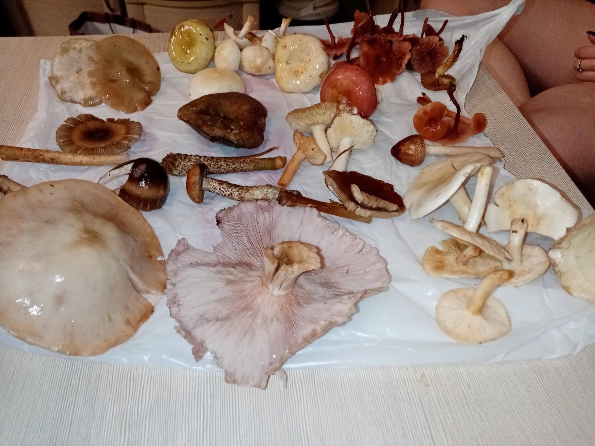 Help is needed - My, No rating, Mushrooms, Help, Longpost