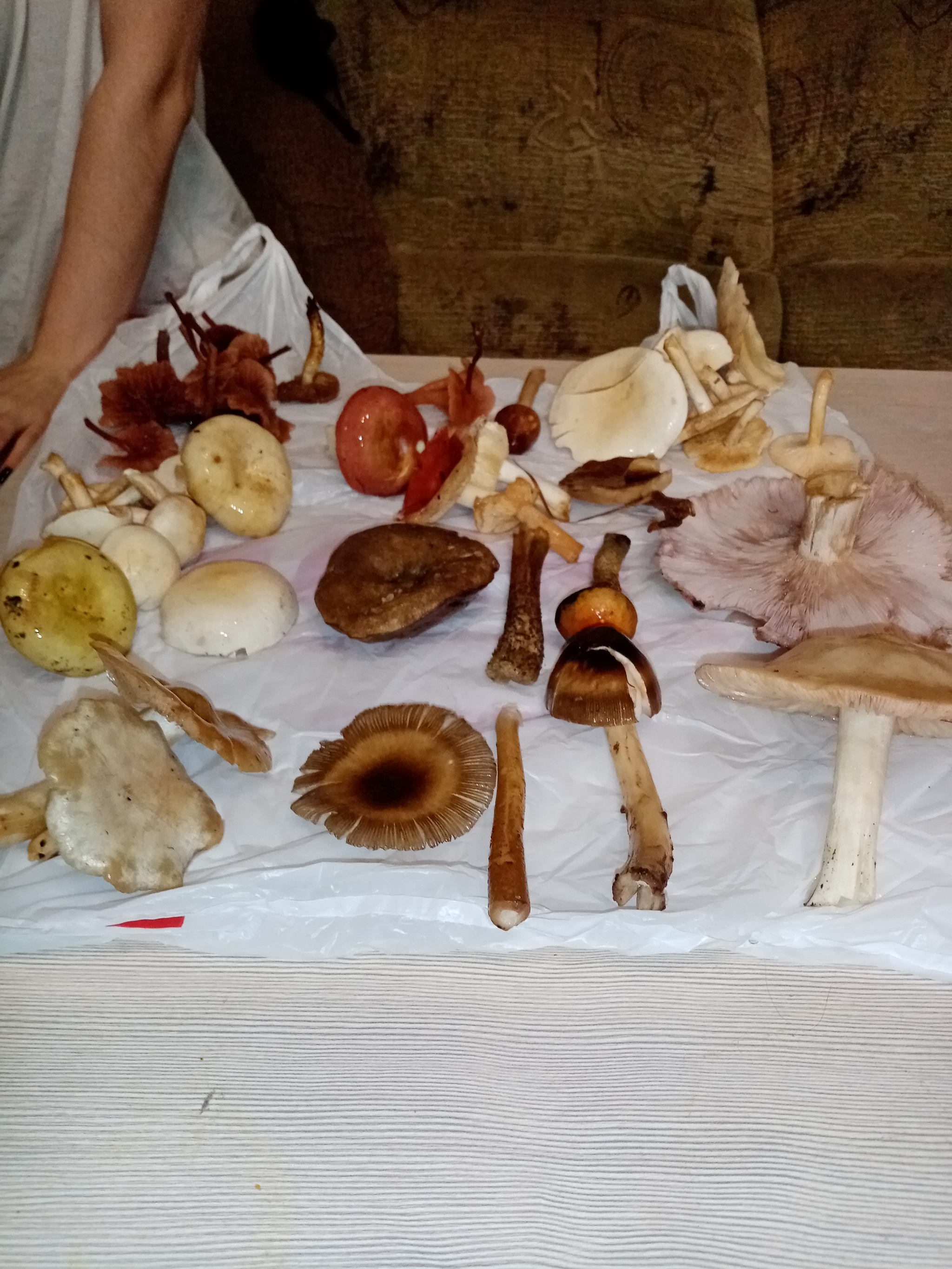 Help is needed - My, No rating, Mushrooms, Help, Longpost