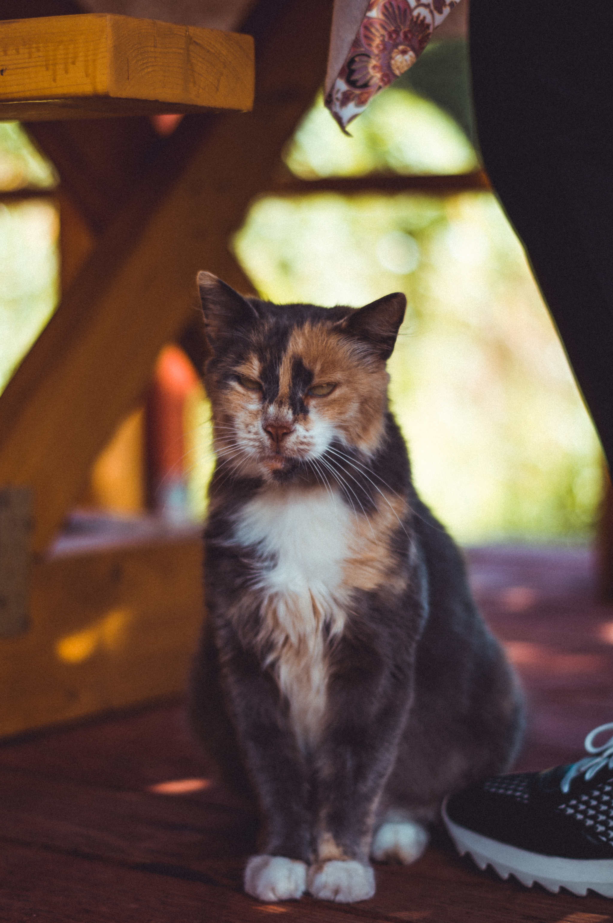 Вечерний кот - Моё, Кот, Осень, Фотография, Pentax