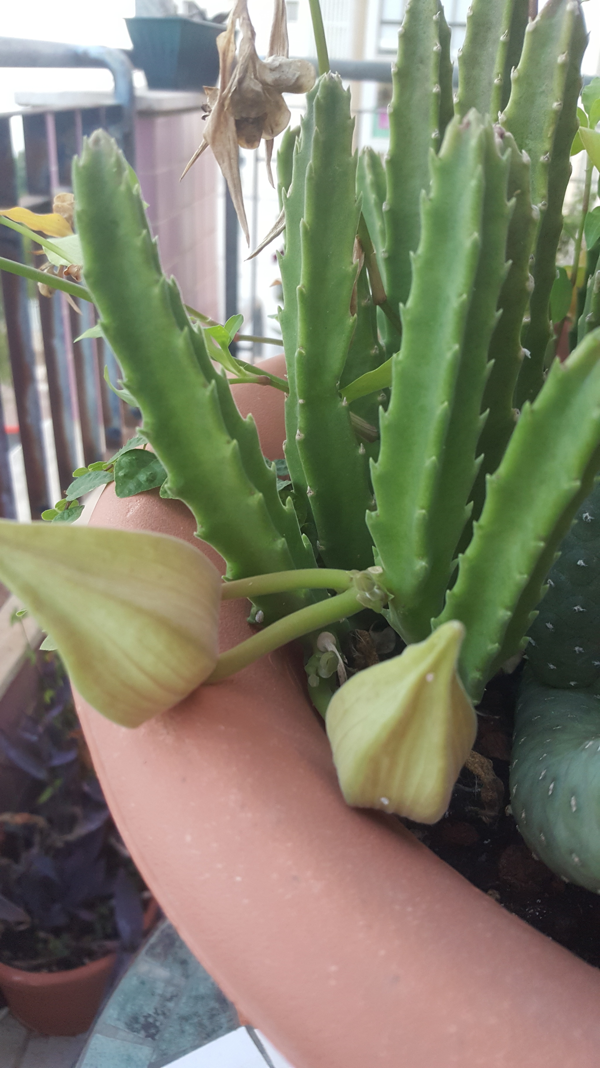 Расцвет волосатой звезды или цветущая Stapelia Gigantea | Пикабу