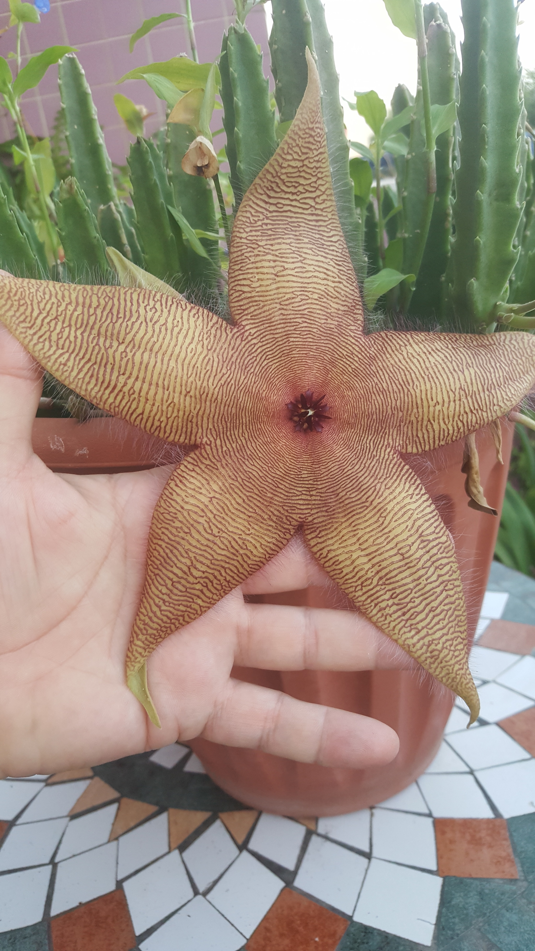 Blooming hairy star or blooming Stapelia Gigantea - My, Botany, Flowers, Succulents, Heat, Plants, Houseplants, Longpost, Bloom