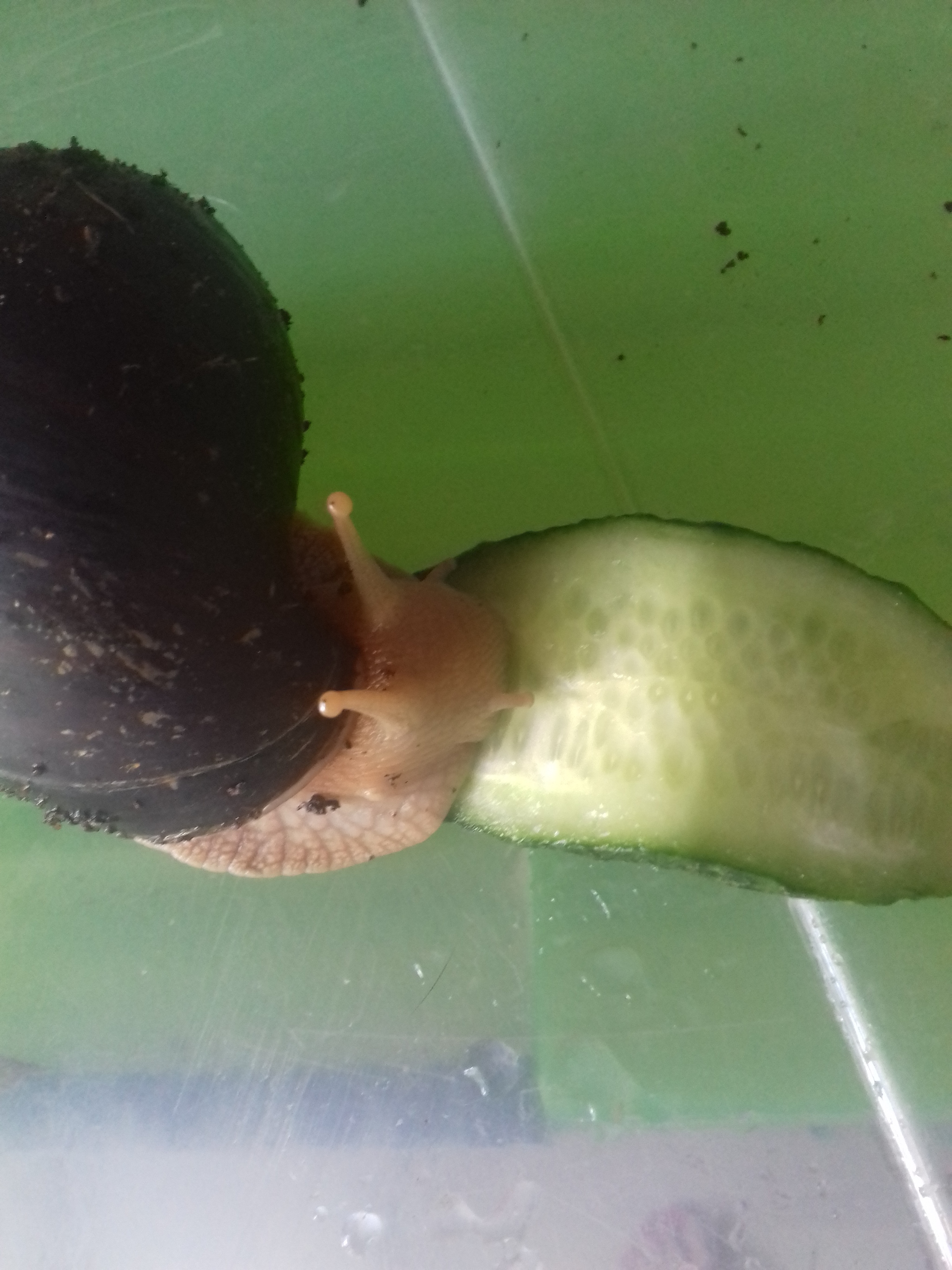 Say a word about homeless snails - My, Snail, The street, Animal Rescue, Longpost