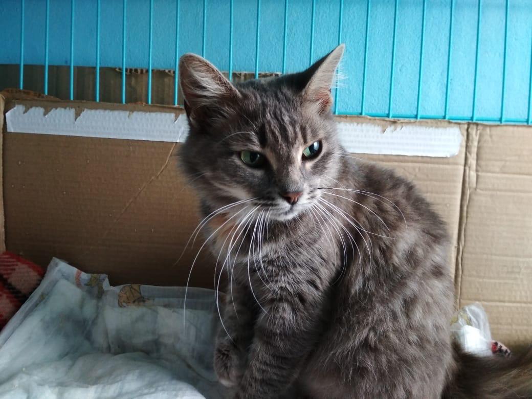 Attention! Cute cat looking for a home - cat, cat house, Cat lovers, Moscow, Moscow region, Betrayal, No rating, In good hands, Good league, Animal Rescue, I will give, Good deeds, Help, Longpost
