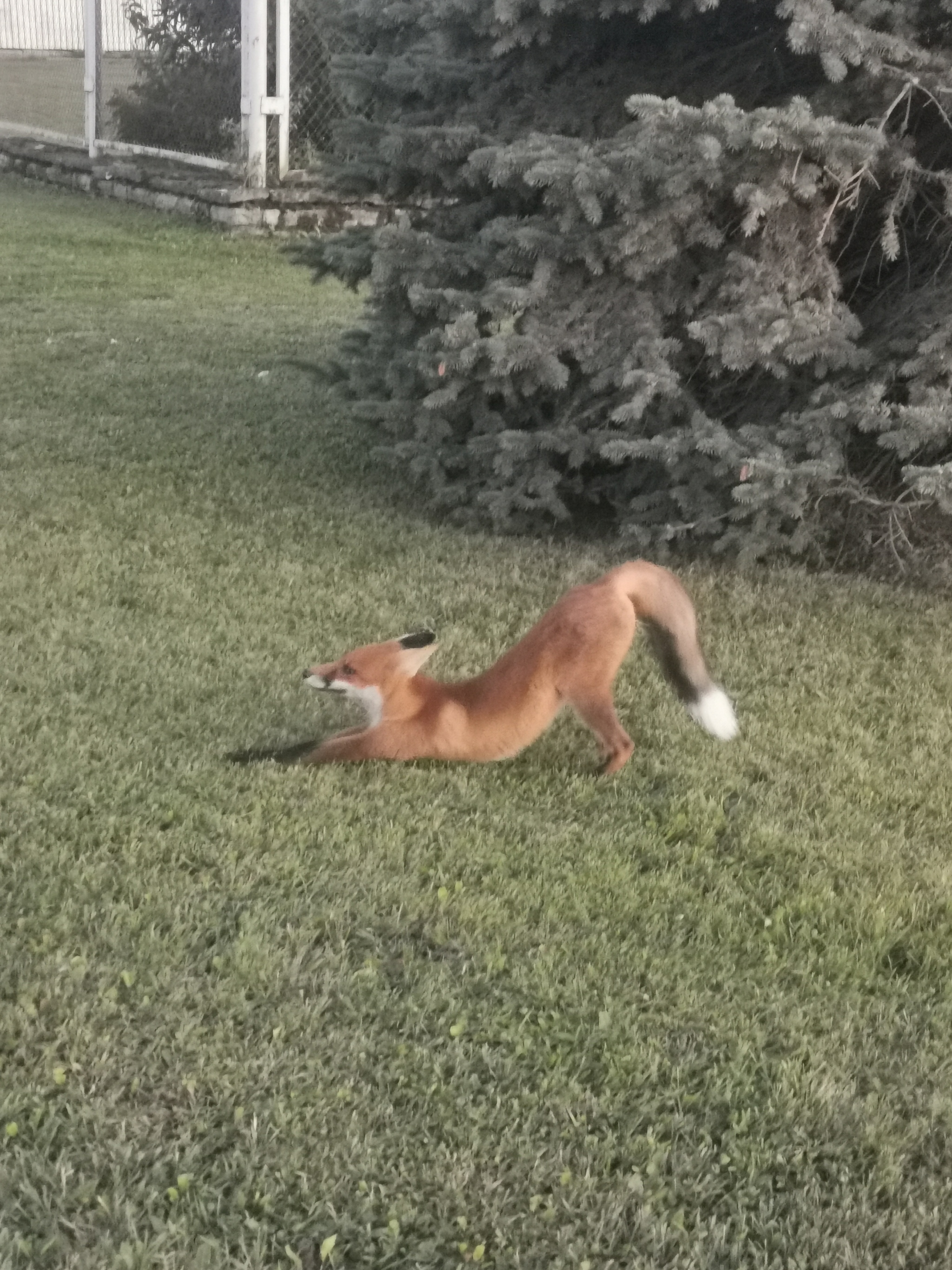 Reply to the post Guests in the backyard - My, Fox, Animals, Wild animals, The photo, Reply to post, Longpost