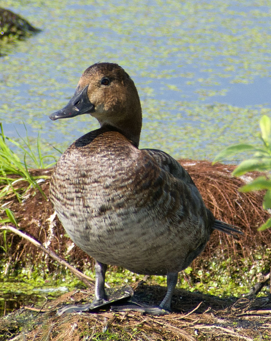 How I spent this summer - My, Ornithology, Birds, how i spent it, Summer, Nature, Moscow region, Schelkovo, Longpost