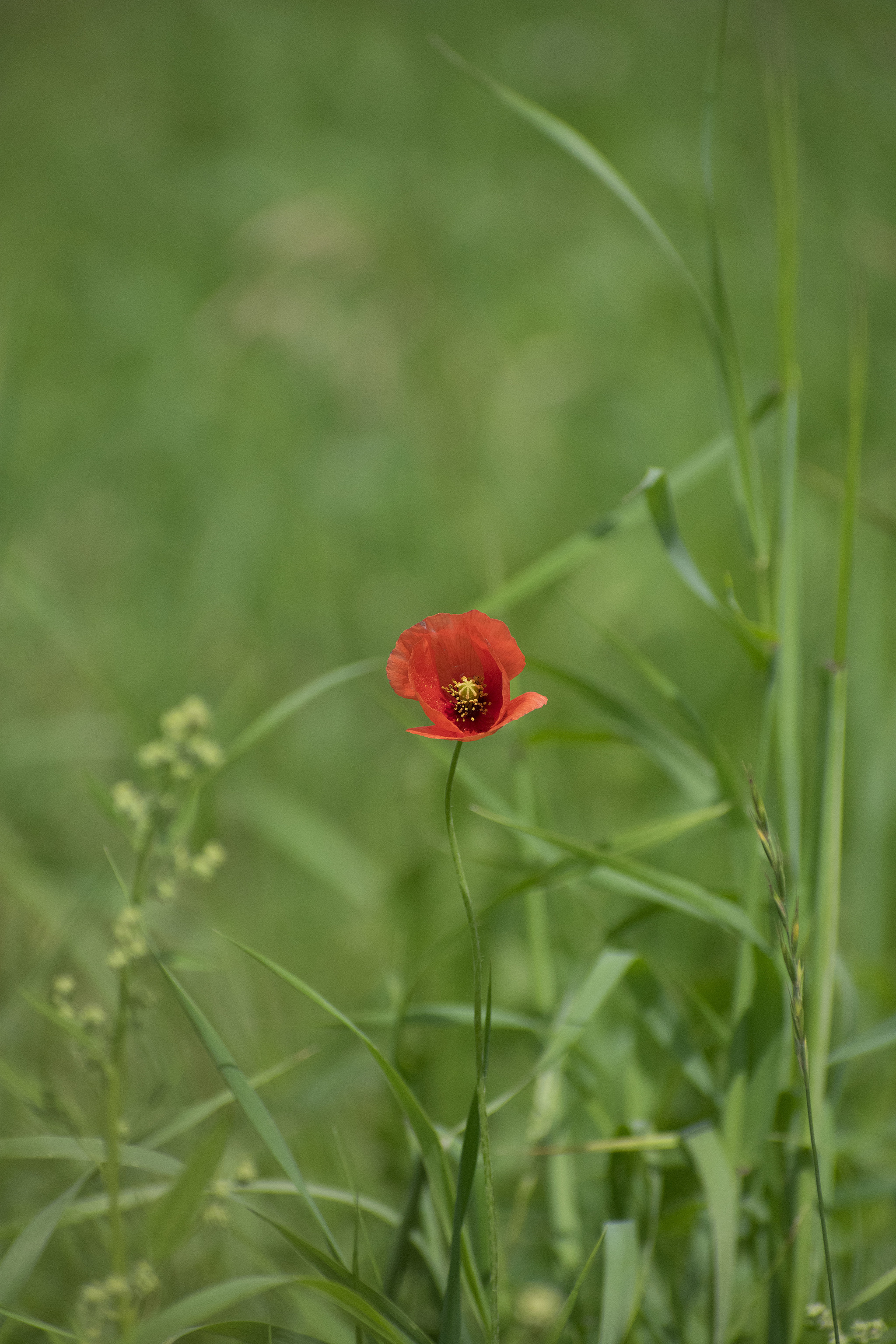 How I spent this summer - My, Ornithology, Birds, how i spent it, Summer, Nature, Moscow region, Schelkovo, Longpost