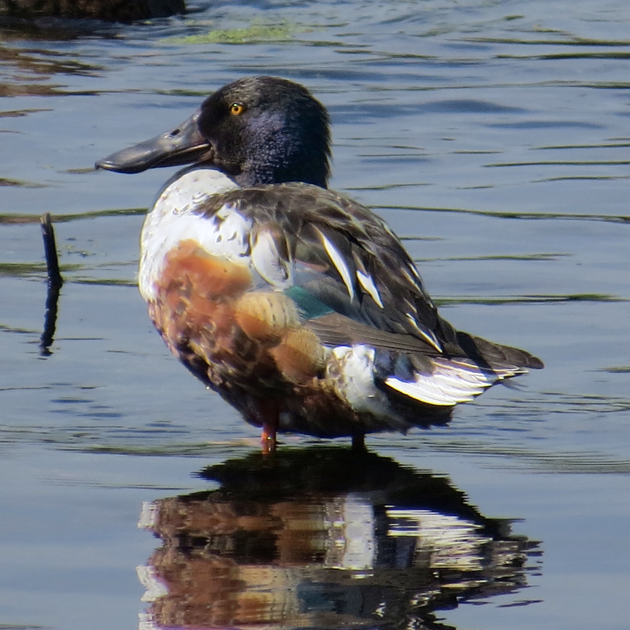 How I spent this summer - My, Ornithology, Birds, how i spent it, Summer, Nature, Moscow region, Schelkovo, Longpost