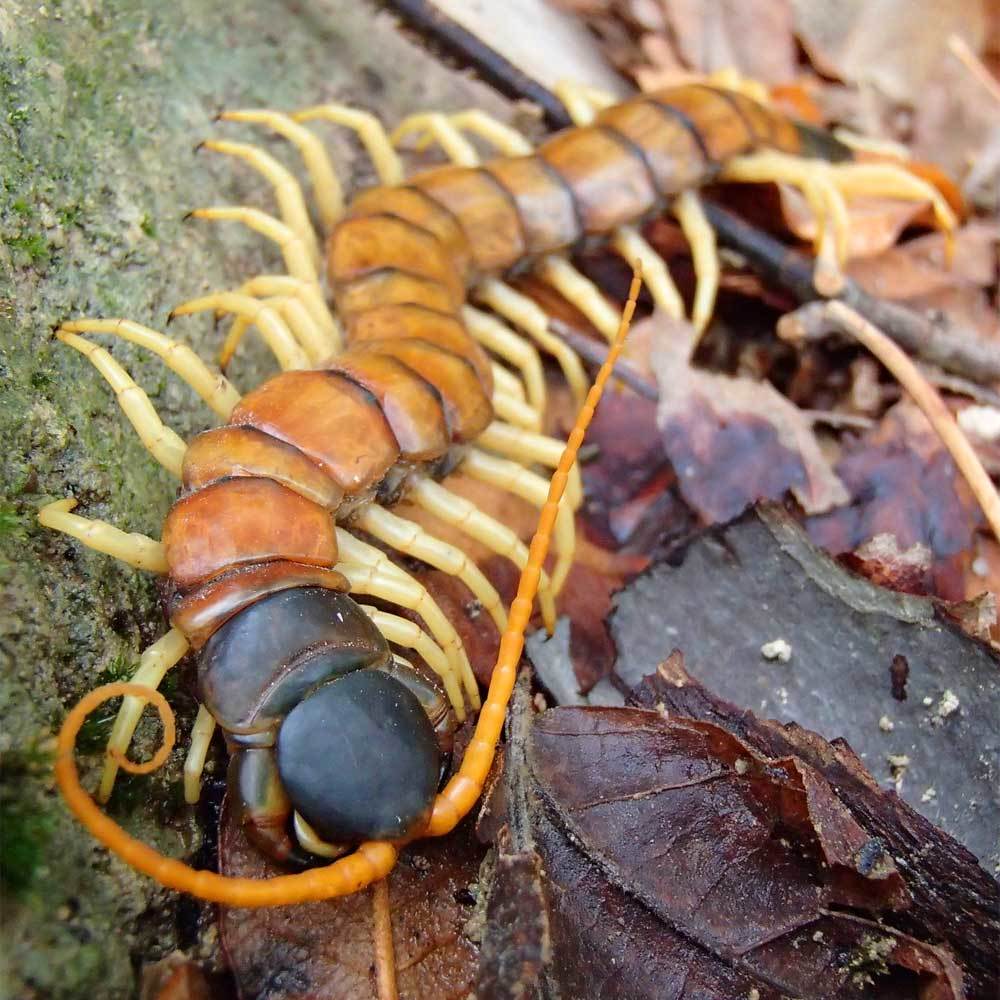 Popular scolopendra - My, Scolopendra, Centipede, Insectophobia, wildlife, Video, Longpost