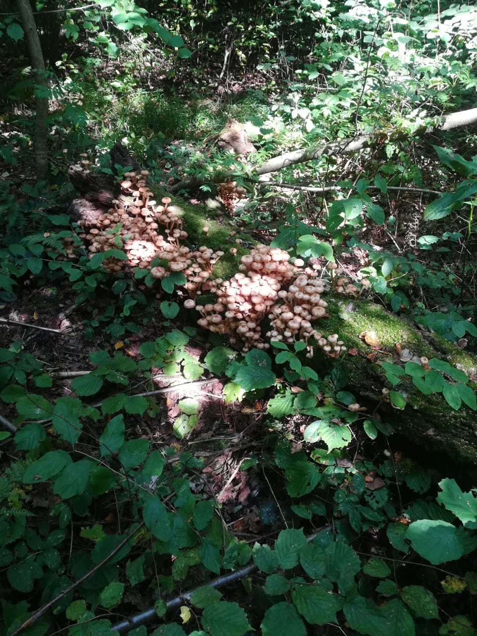 Let's go honey mushrooms - My, Mushrooms, Autumn, September 1, Heat, Photo on sneaker, Forest, Longpost