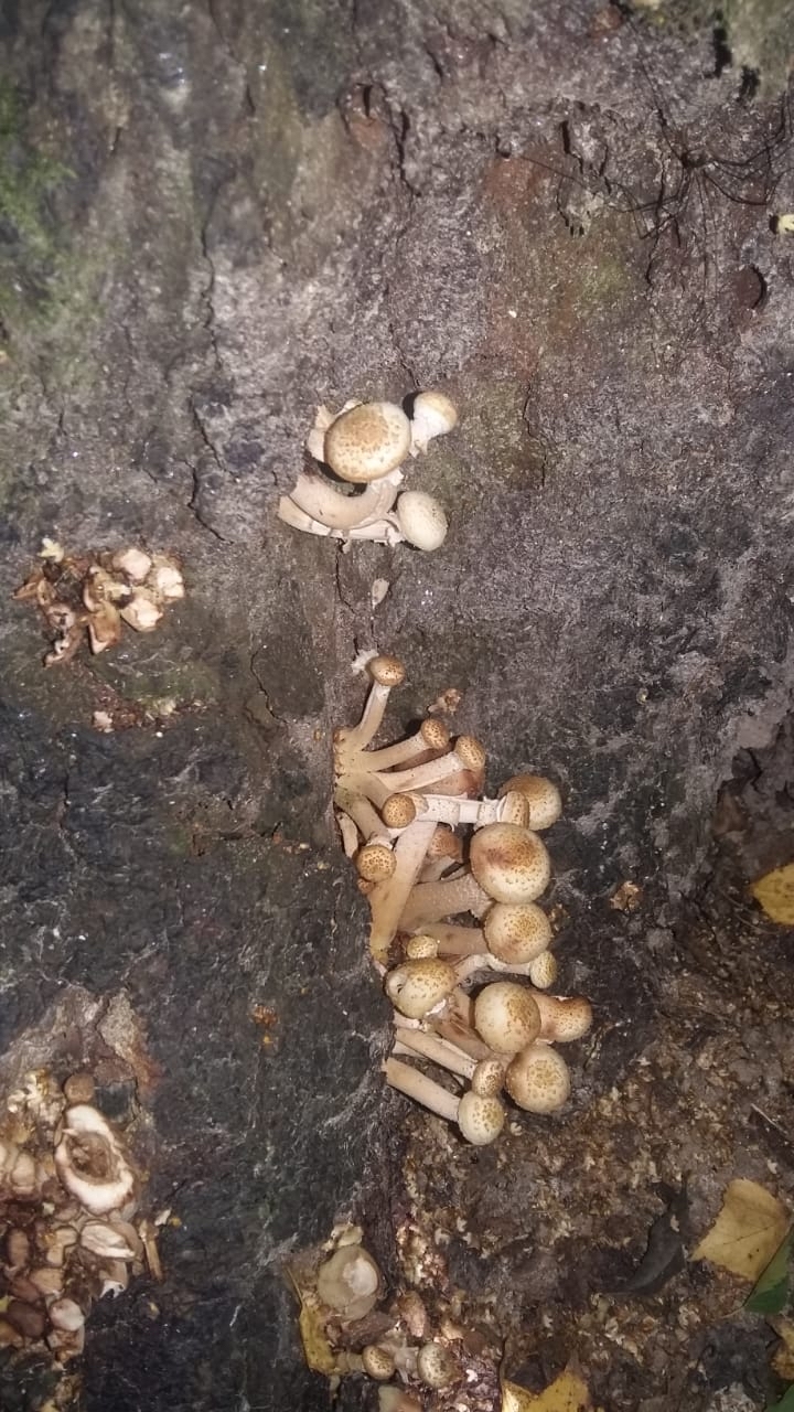 Let's go honey mushrooms - My, Mushrooms, Autumn, September 1, Heat, Photo on sneaker, Forest, Longpost