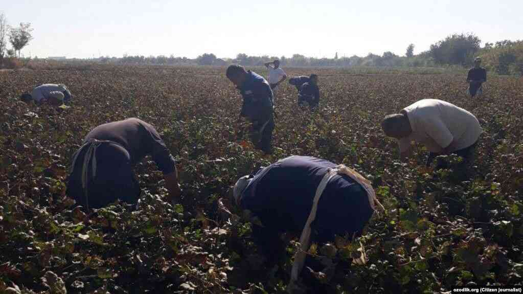 Turkmenbashism - Turkmenistan, Slavery, Compulsion, Longpost, news, Cotton (fabrics and plant)