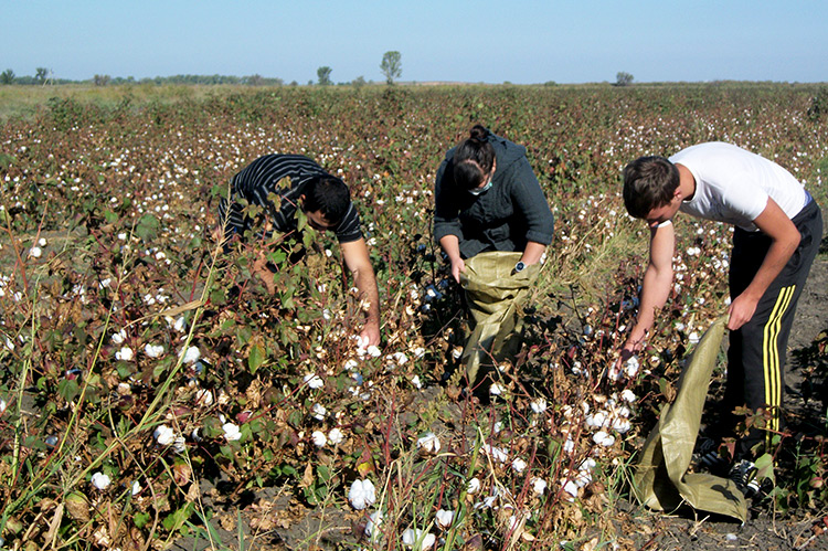 Turkmenbashism - Turkmenistan, Slavery, Compulsion, Longpost, news, Cotton (fabrics and plant)