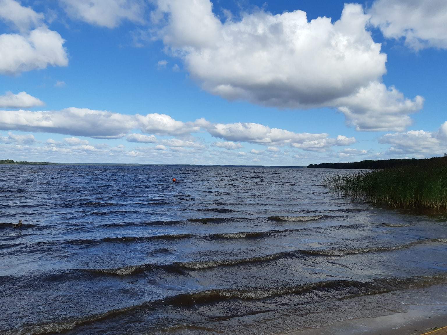 A walk near Lake Sestroretsky Razliv. Saint Petersburg - My, Sestroretsky spill, Lake, Sestroretsk, Saint Petersburg, The photo, Walk, Walk in the woods, Longpost