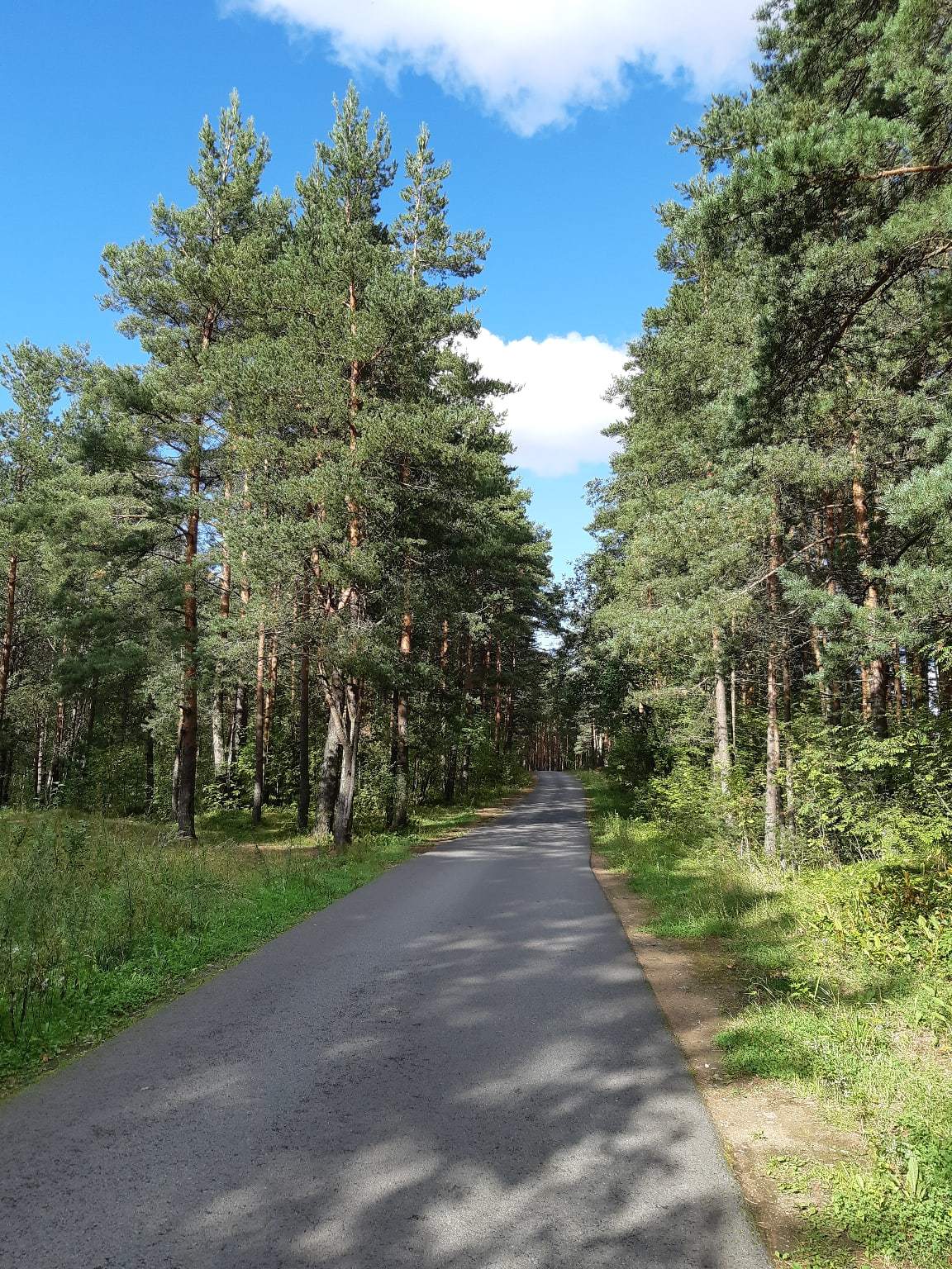 Walk from Lake Sestroretsky Razliv to the Dibuny railway station. Saint Petersburg - My, Sestroretsk, Kurortny district, Saint Petersburg, Nature, Walk in the woods, The photo, Longpost, Yandex Zen, The nature of Russia