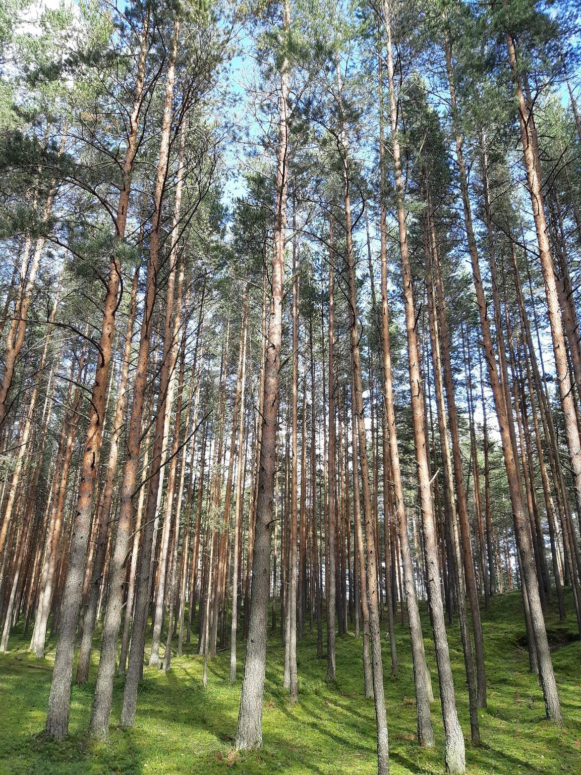 Walk from Lake Sestroretsky Razliv to the Dibuny railway station. Saint Petersburg - My, Sestroretsk, Kurortny district, Saint Petersburg, Nature, Walk in the woods, The photo, Longpost, Yandex Zen, The nature of Russia