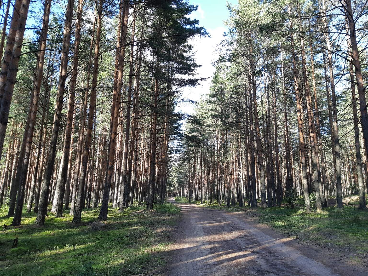 Walk from Lake Sestroretsky Razliv to the Dibuny railway station. Saint Petersburg - My, Sestroretsk, Kurortny district, Saint Petersburg, Nature, Walk in the woods, The photo, Longpost, Yandex Zen, The nature of Russia