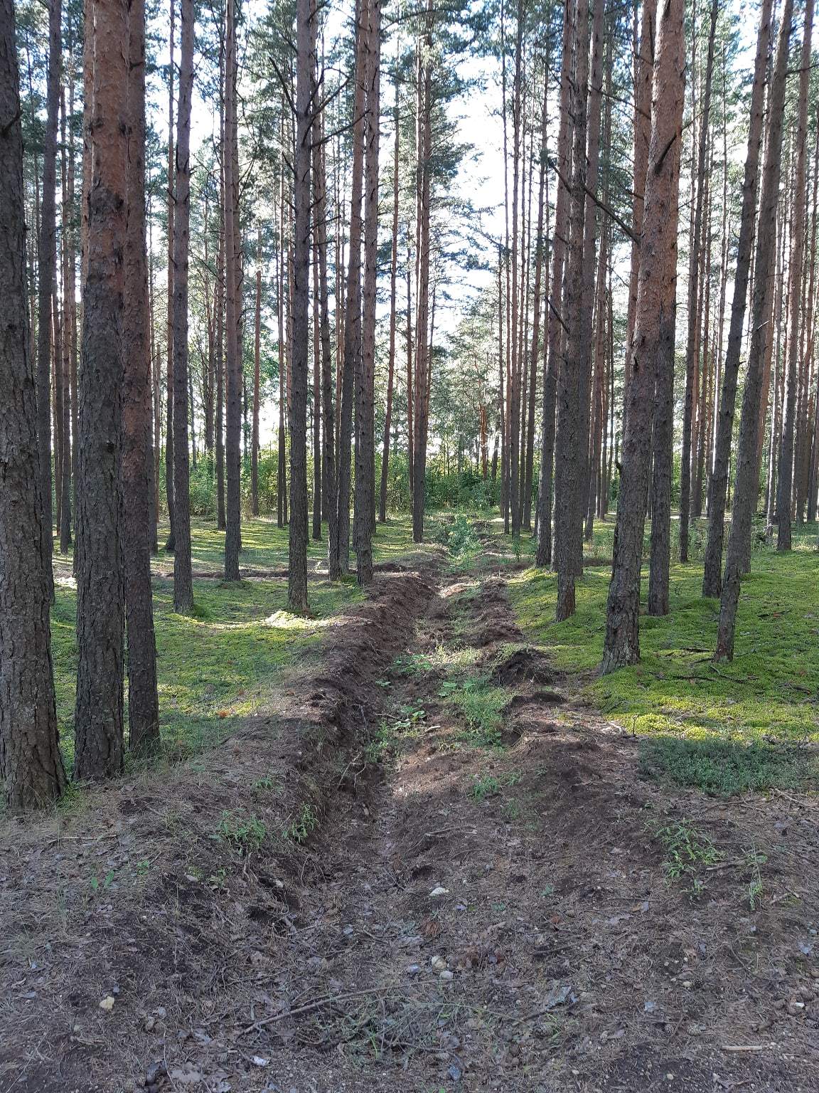 Walk from Lake Sestroretsky Razliv to the Dibuny railway station. Saint Petersburg - My, Sestroretsk, Kurortny district, Saint Petersburg, Nature, Walk in the woods, The photo, Longpost, Yandex Zen, The nature of Russia