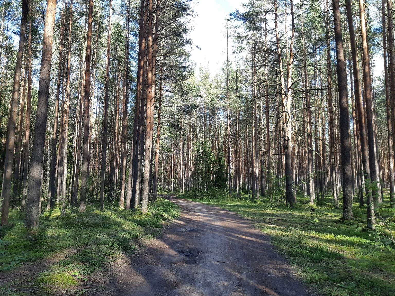 Walk from Lake Sestroretsky Razliv to the Dibuny railway station. Saint Petersburg - My, Sestroretsk, Kurortny district, Saint Petersburg, Nature, Walk in the woods, The photo, Longpost, Yandex Zen, The nature of Russia