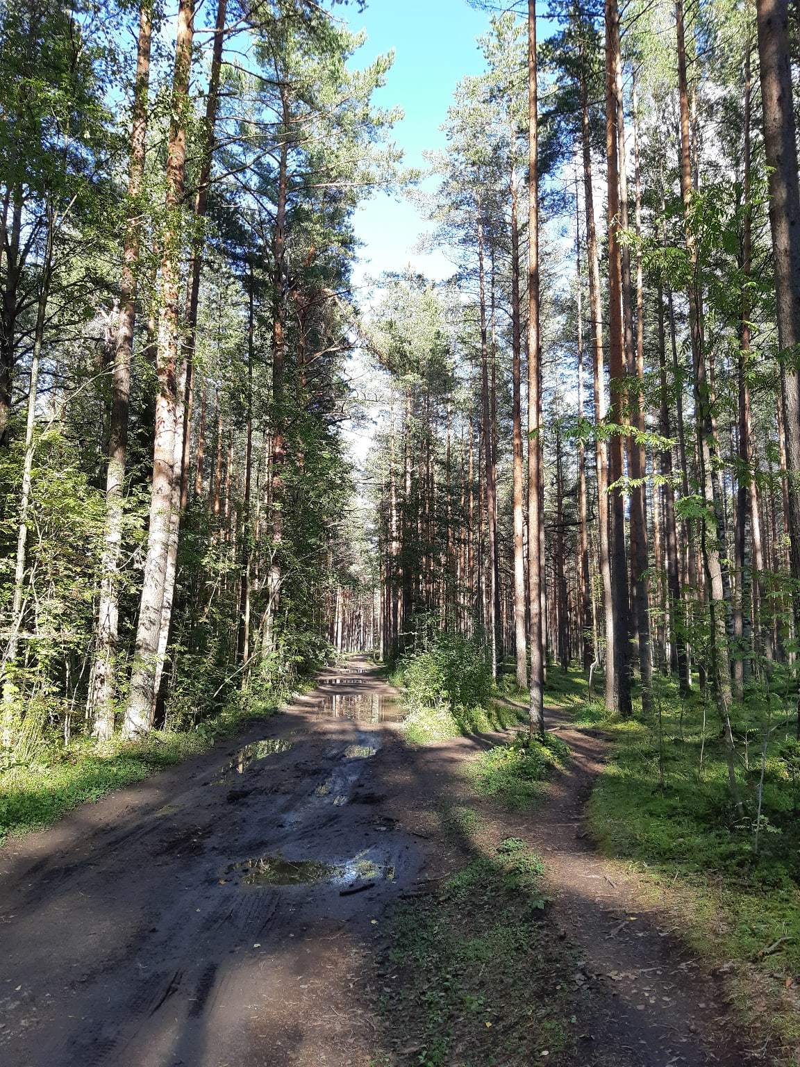 Walk from Lake Sestroretsky Razliv to the Dibuny railway station. Saint Petersburg - My, Sestroretsk, Kurortny district, Saint Petersburg, Nature, Walk in the woods, The photo, Longpost, Yandex Zen, The nature of Russia