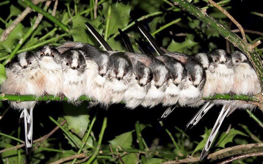 12 Long-tailed Tits are cold and trying to stay warm in Hembury Forest, UK - Tit, Birds, Heat, England, Long-tailed