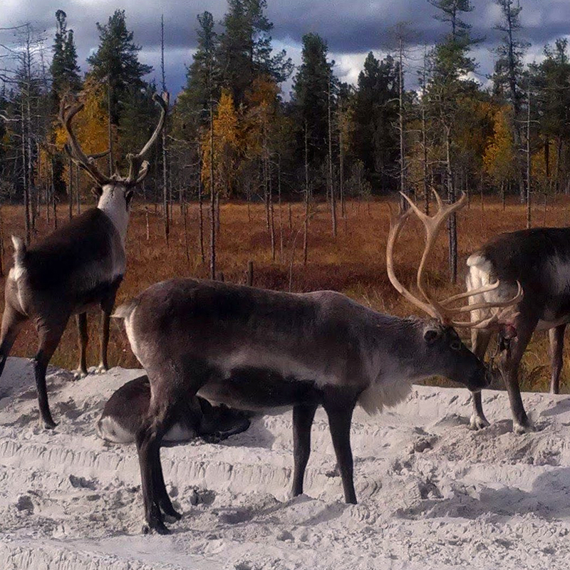 Russian North from GEOGRAD. Post 1 - My, Deer, North, Geology, Longpost