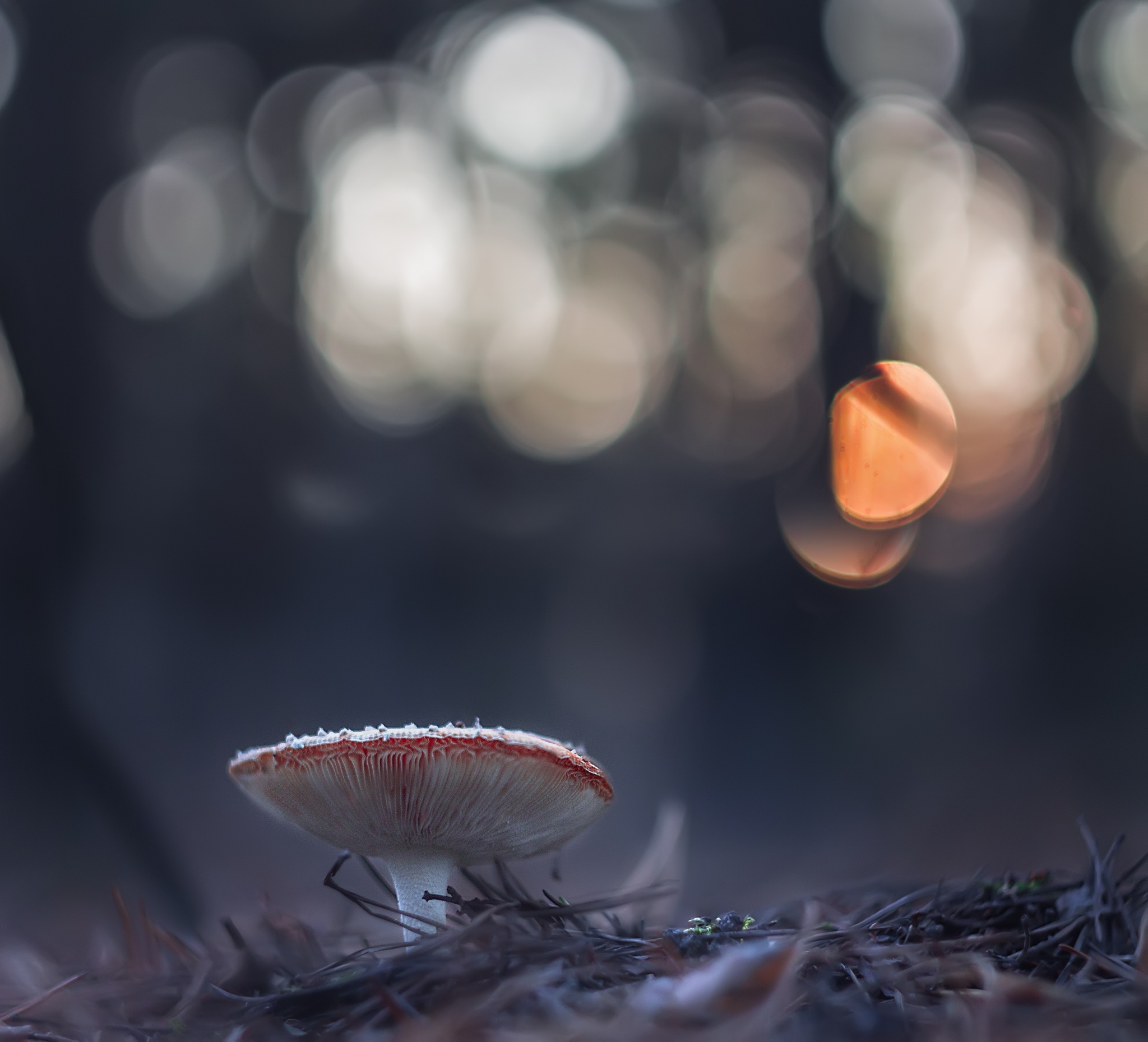 Some mushrooms) - My, Mushrooms, The photo, Autumn, Longpost