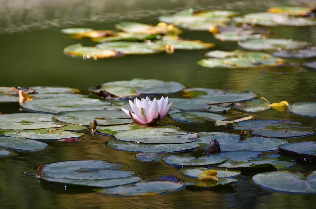 Water lilies.Redmi Note 8T - My, Mobile photography, Nature