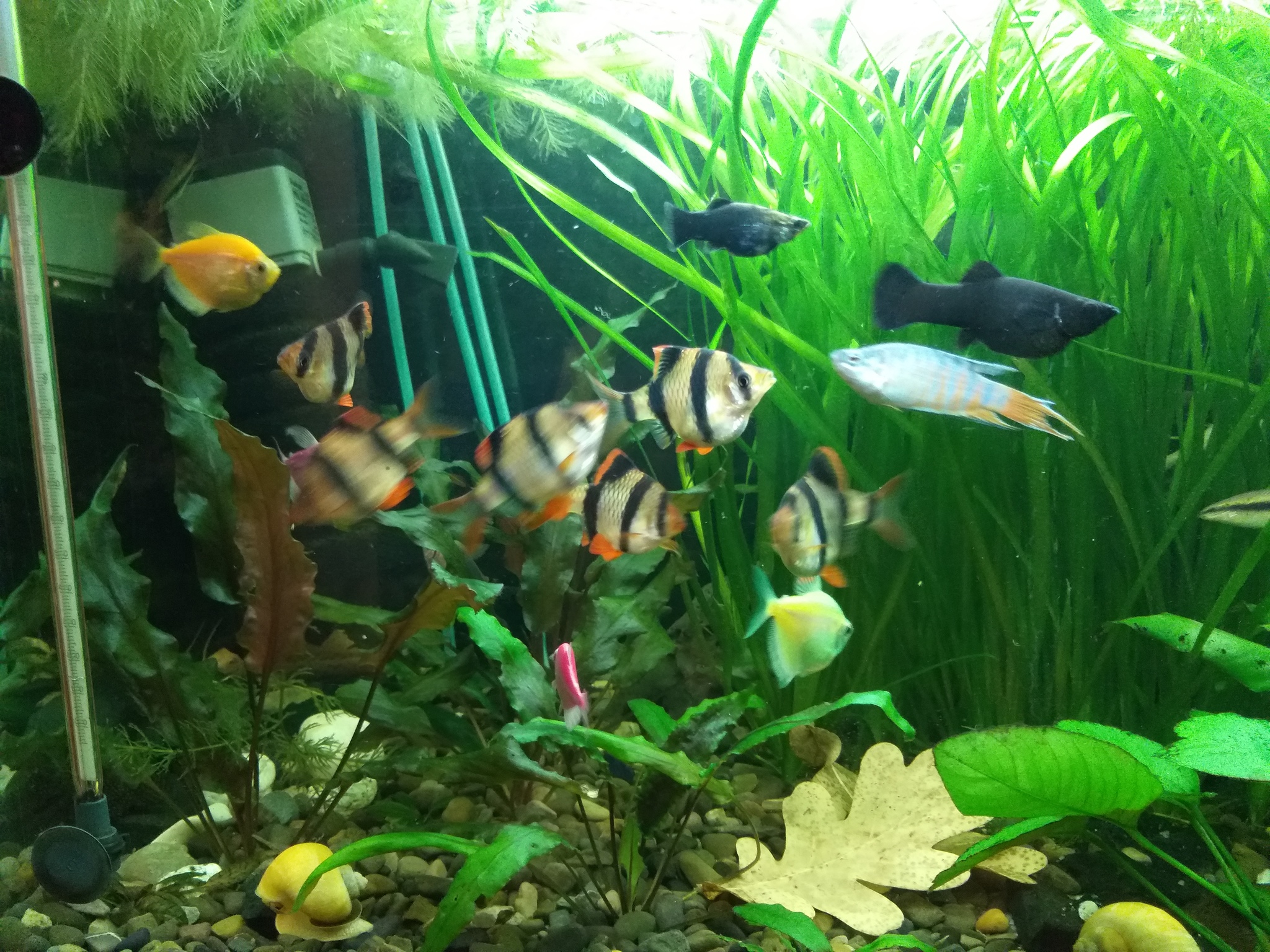 Need advice on barbs) - My, Aquarium, Barbs, Fry, Need advice, Longpost