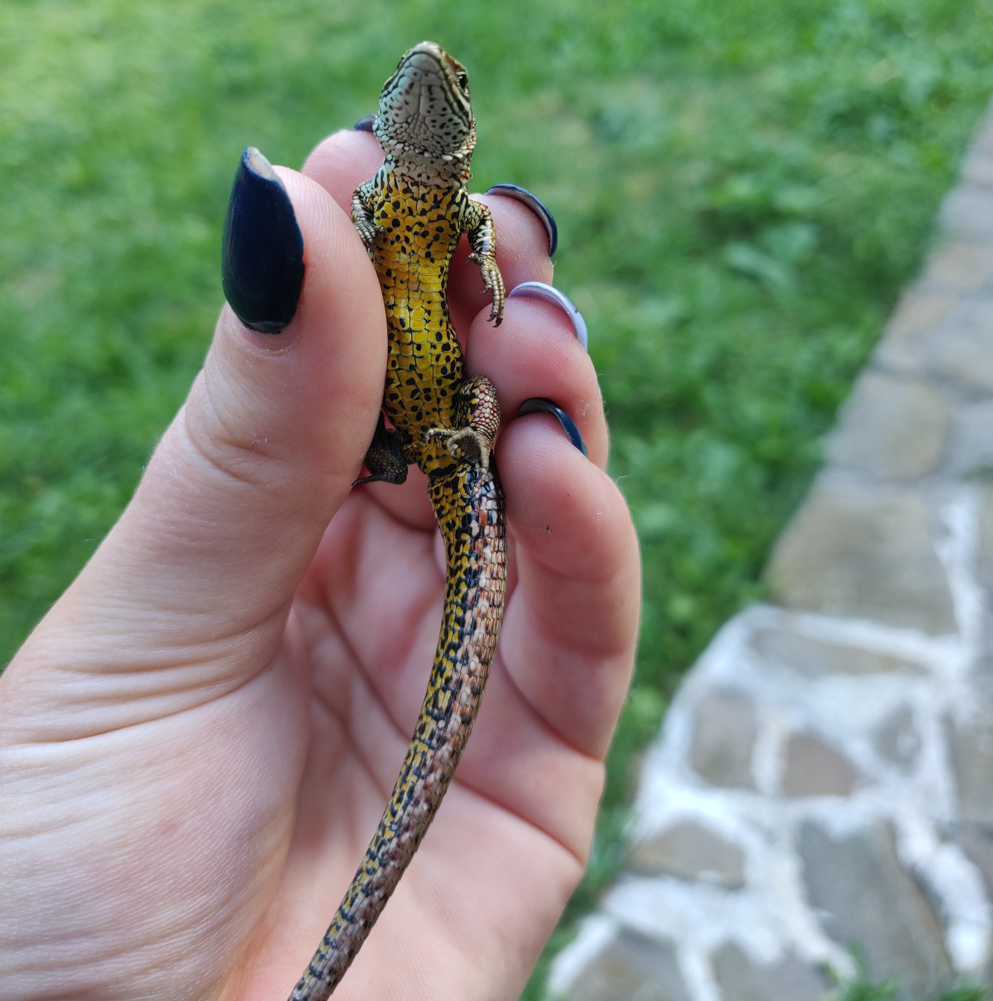 Does anyone know what type this is? - My, Lizard, Carpathians, Question, Help, Herpetology