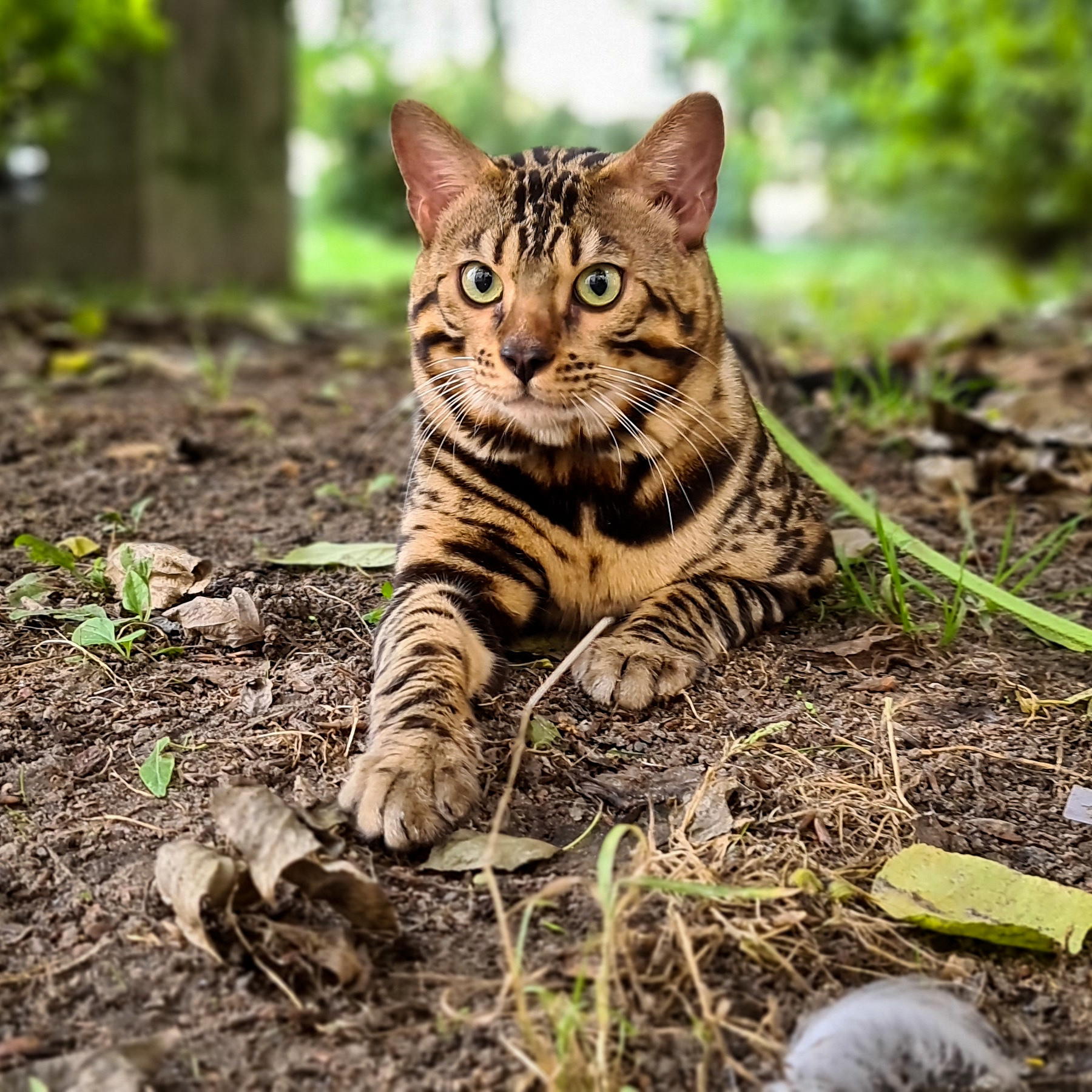 Bengal - My, cat, Video, Longpost, The photo