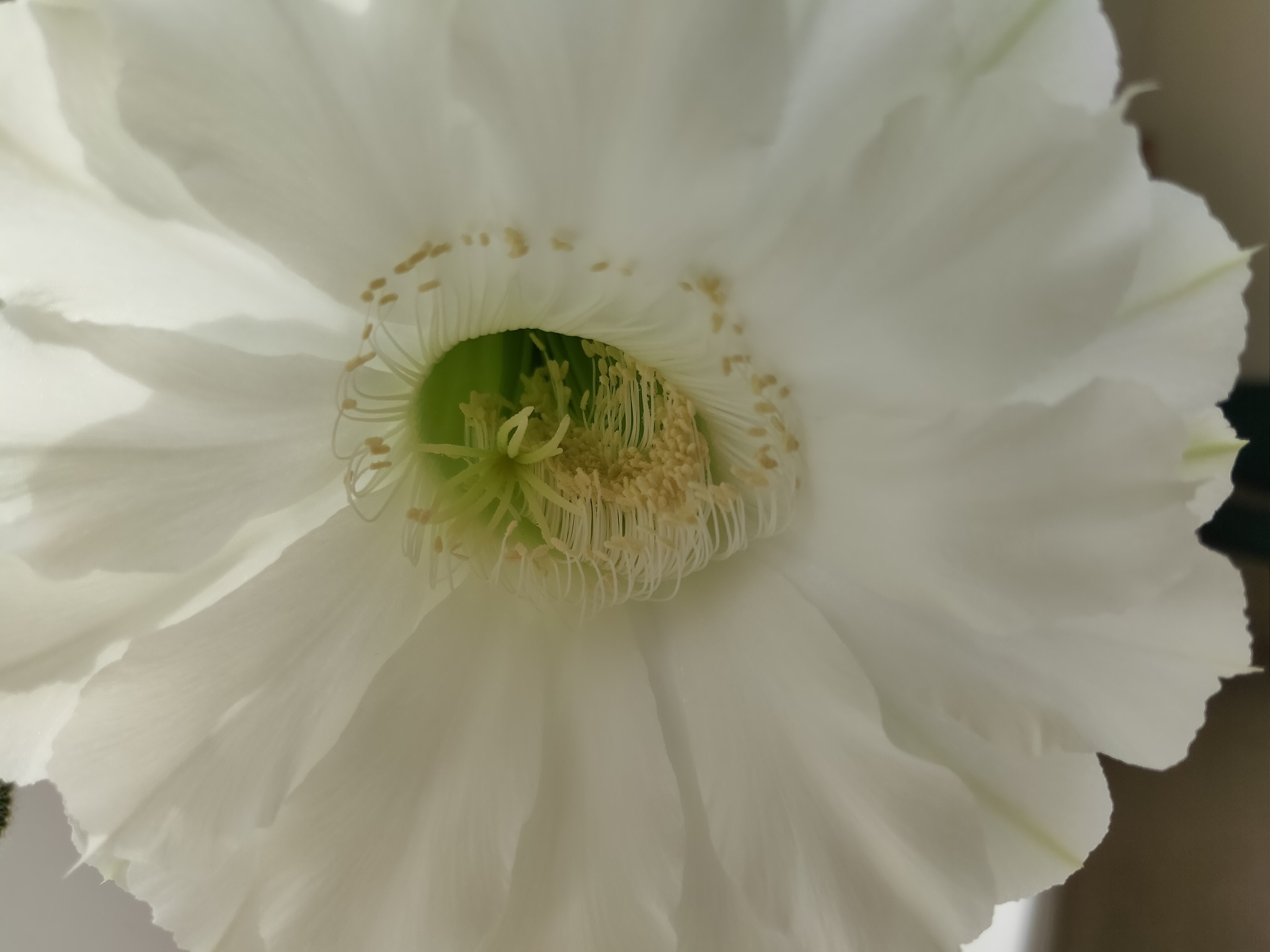 Cacti in bloom - My, Cactus, Blooming cacti, Nature, Good mood, Houseplants, Longpost