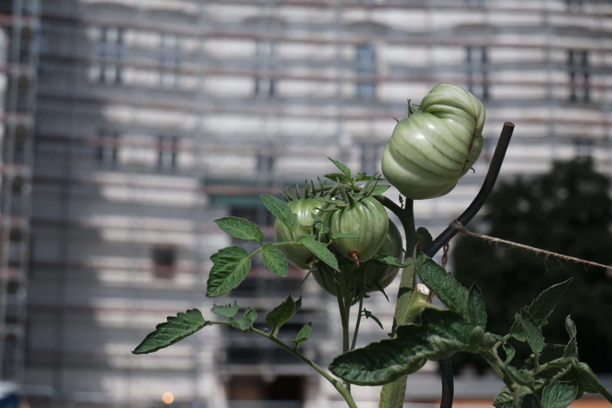 Czech Republic, or tomatoes where you don't expect to find them - My, Czech, Living abroad, Prague, Longpost