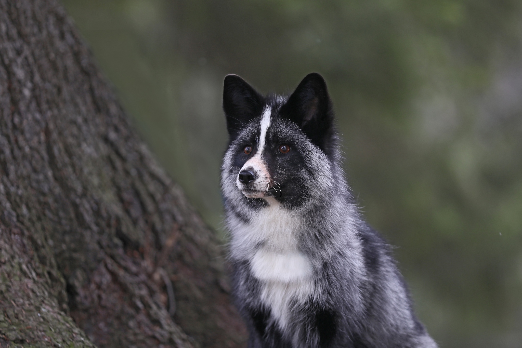 Яндекс.такси/Яндекс.Го | Пикабу