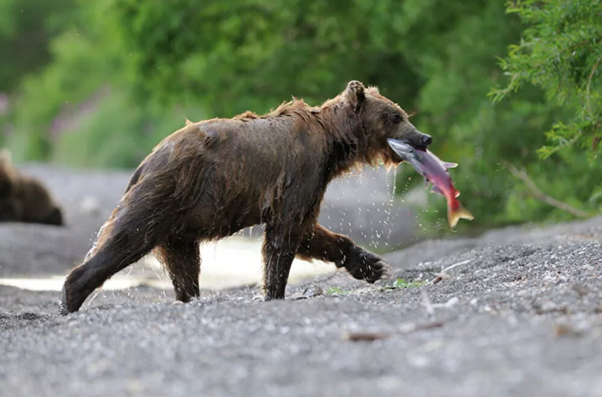 “Splendor and poverty” of Kamchatka. About poachers, gold mining and ecotourists - Kamchatka, Ecology, A fish, Tourism, Longpost