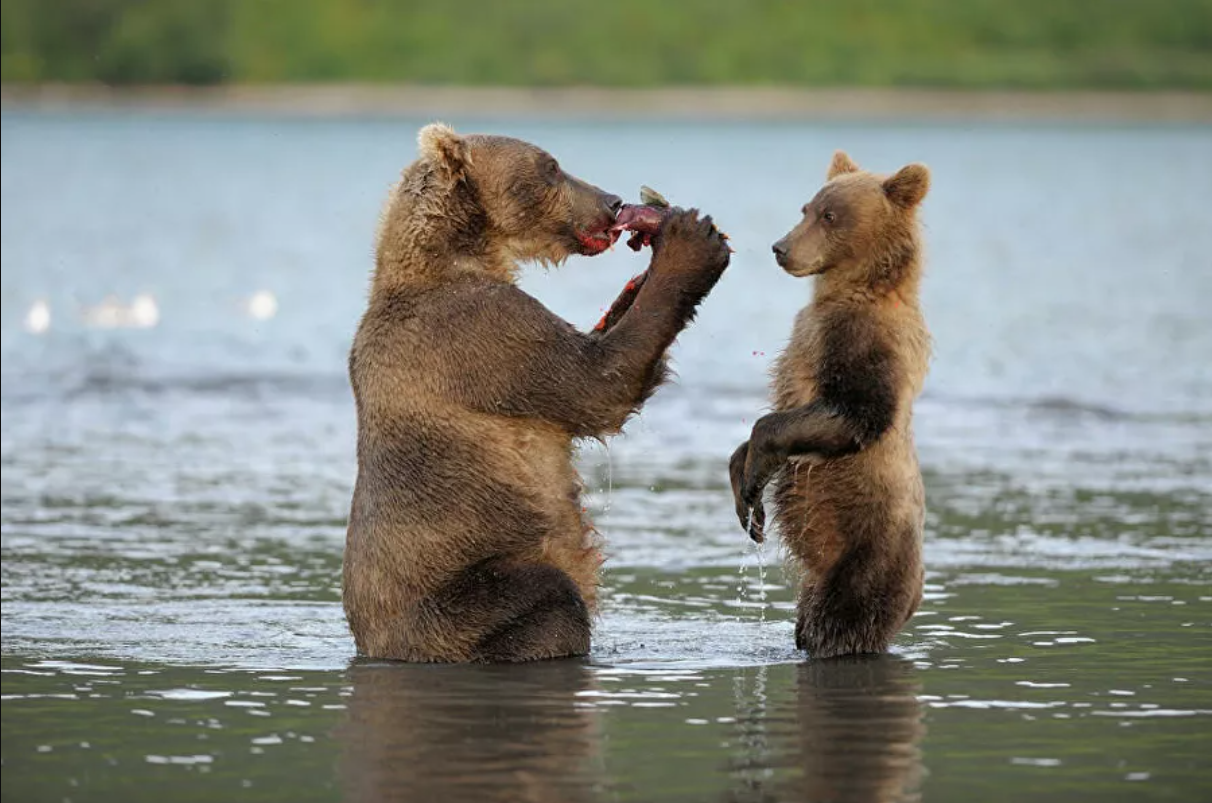 “Splendor and poverty” of Kamchatka. About poachers, gold mining and ecotourists - Kamchatka, Ecology, A fish, Tourism, Longpost