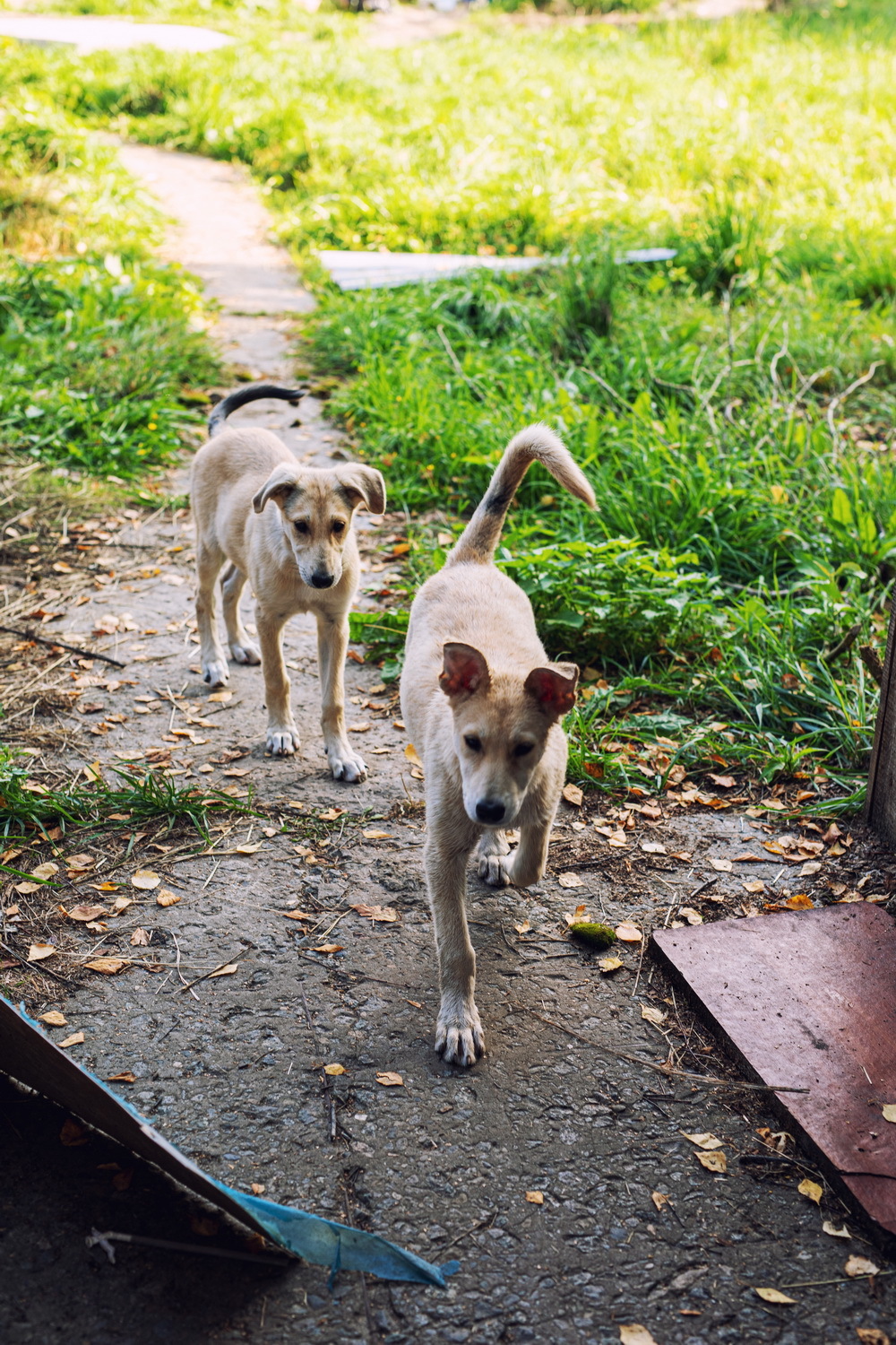 A few more photo sketches about our furry elves who are looking for a new home) - My, Dog, Homeless animals, A responsibility, In good hands, Surgut, Puppies, Good deeds, Help, Longpost, No rating