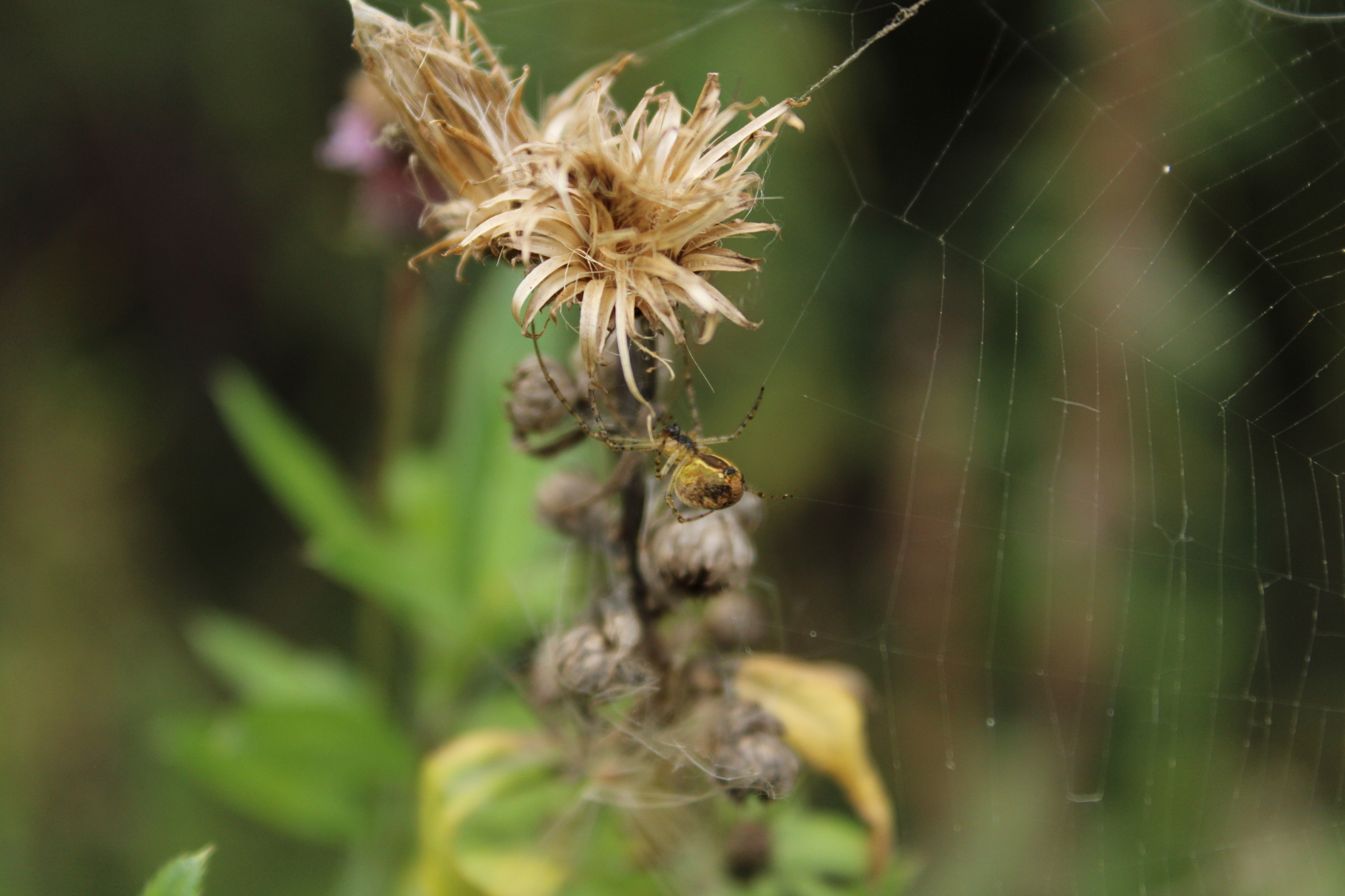 Photos of spider glasses from an arachnophobe - My, I want criticism, The photo, Spider, Longpost