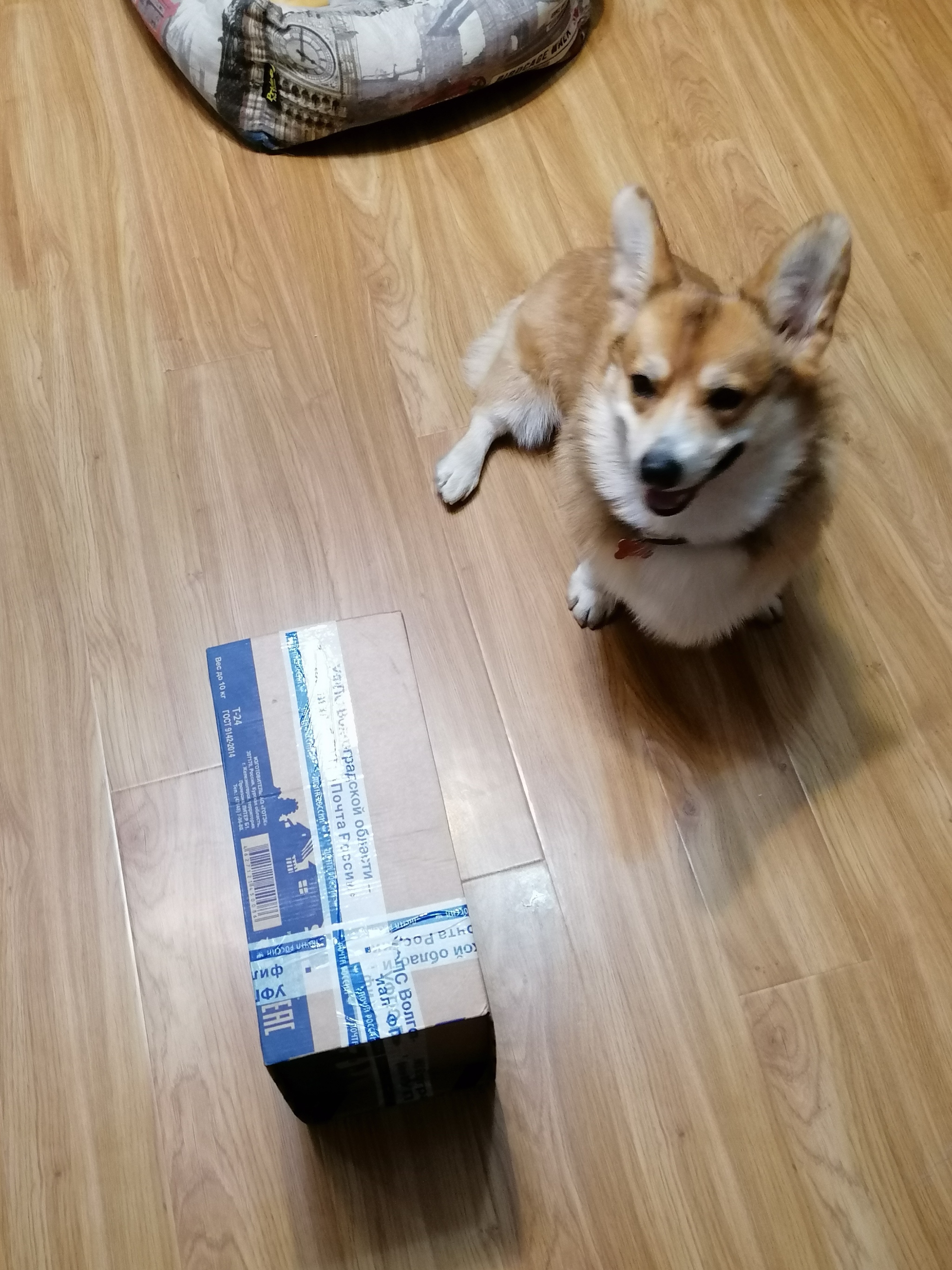 Book turn 2.0 Volzhsky-Moscow - My, Gift exchange, Gift exchange report, Longpost, Dog