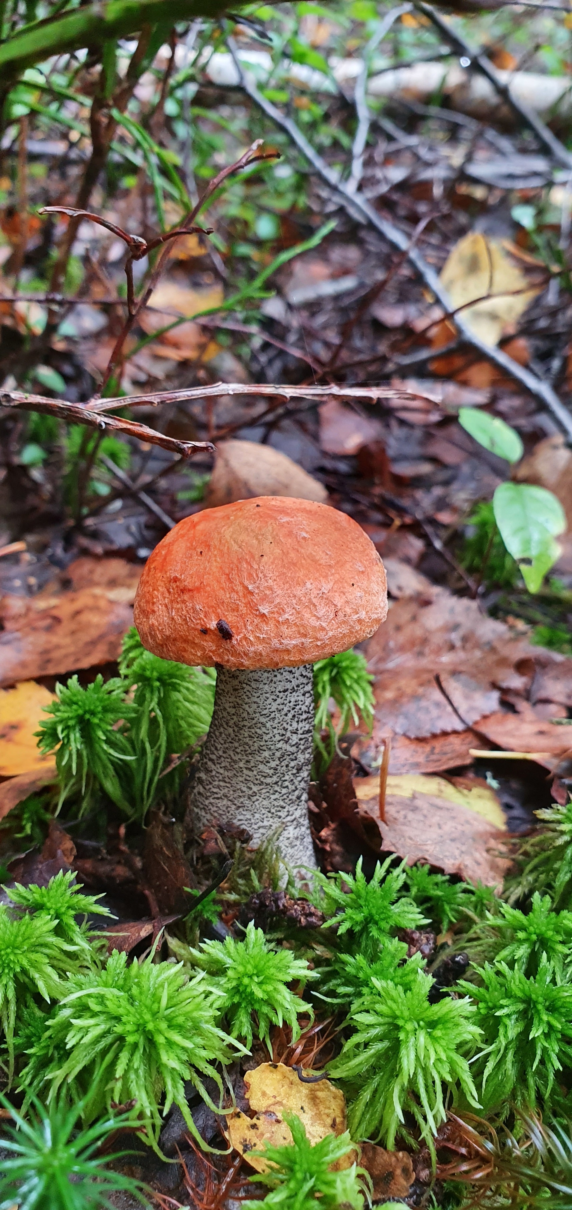 Got out into the forest #5 - My, Mushrooms, Forest, Porcini, Boletus, Video, Longpost, Vladimir region, The photo